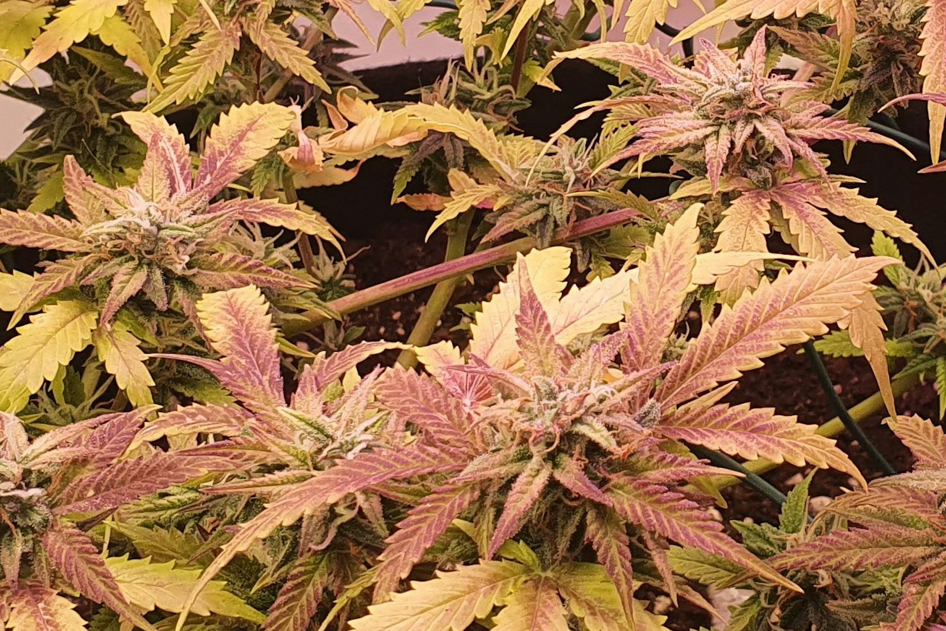 Not quite harvest-ready.