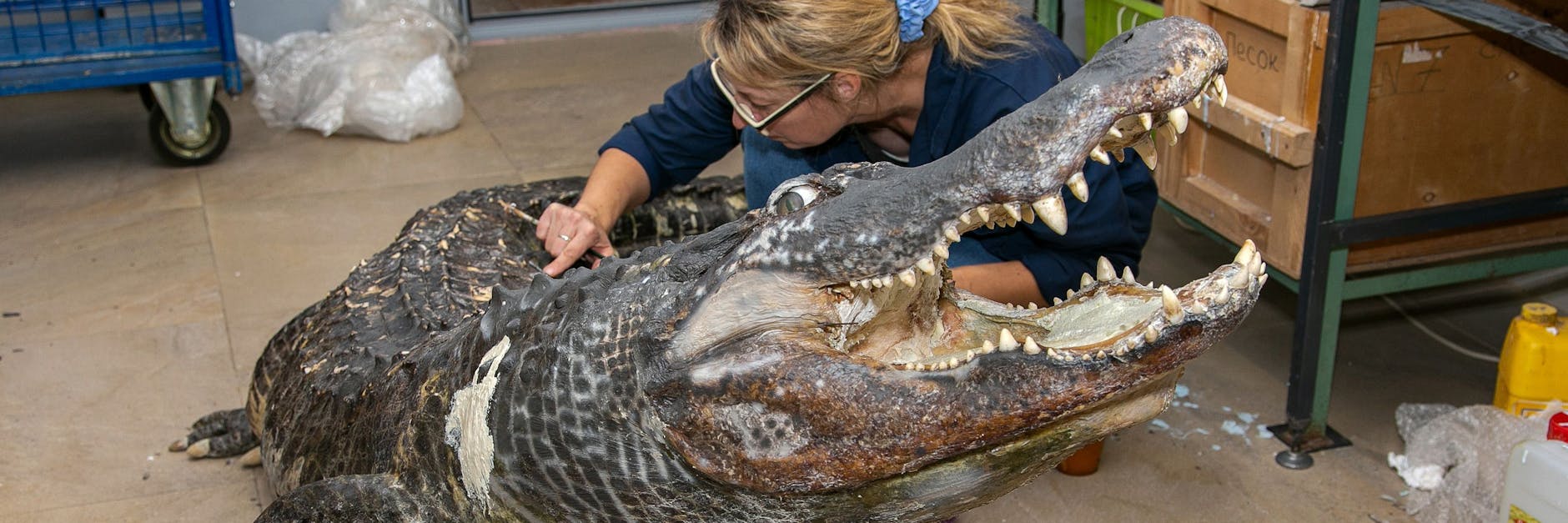 Eine Spezialistin präparieret den Körper des Alligators Saturn.