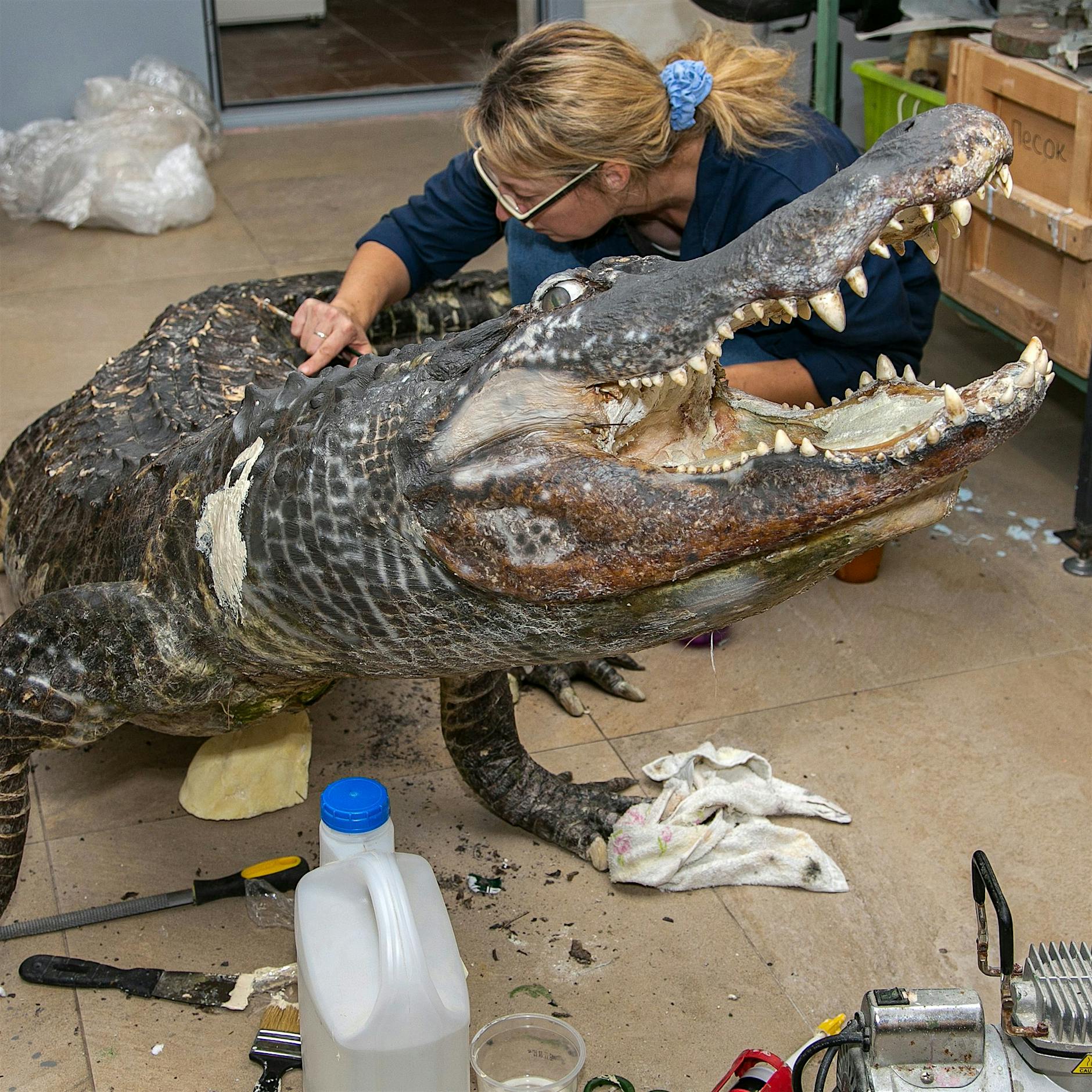 Jetzt kommt Hitlers Alligator in Moskau ins Museum