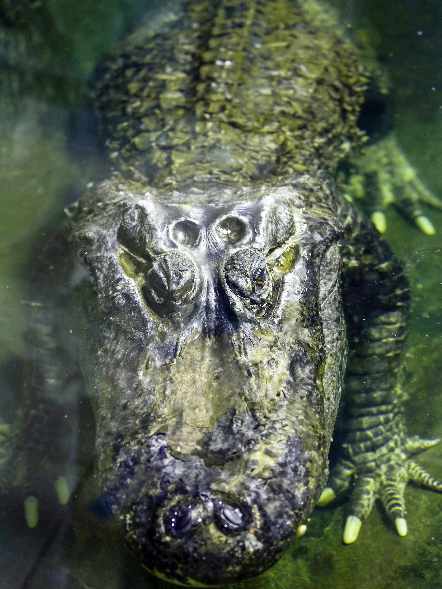 Saturn zu Lebzeiten im Moskauer Zoo.