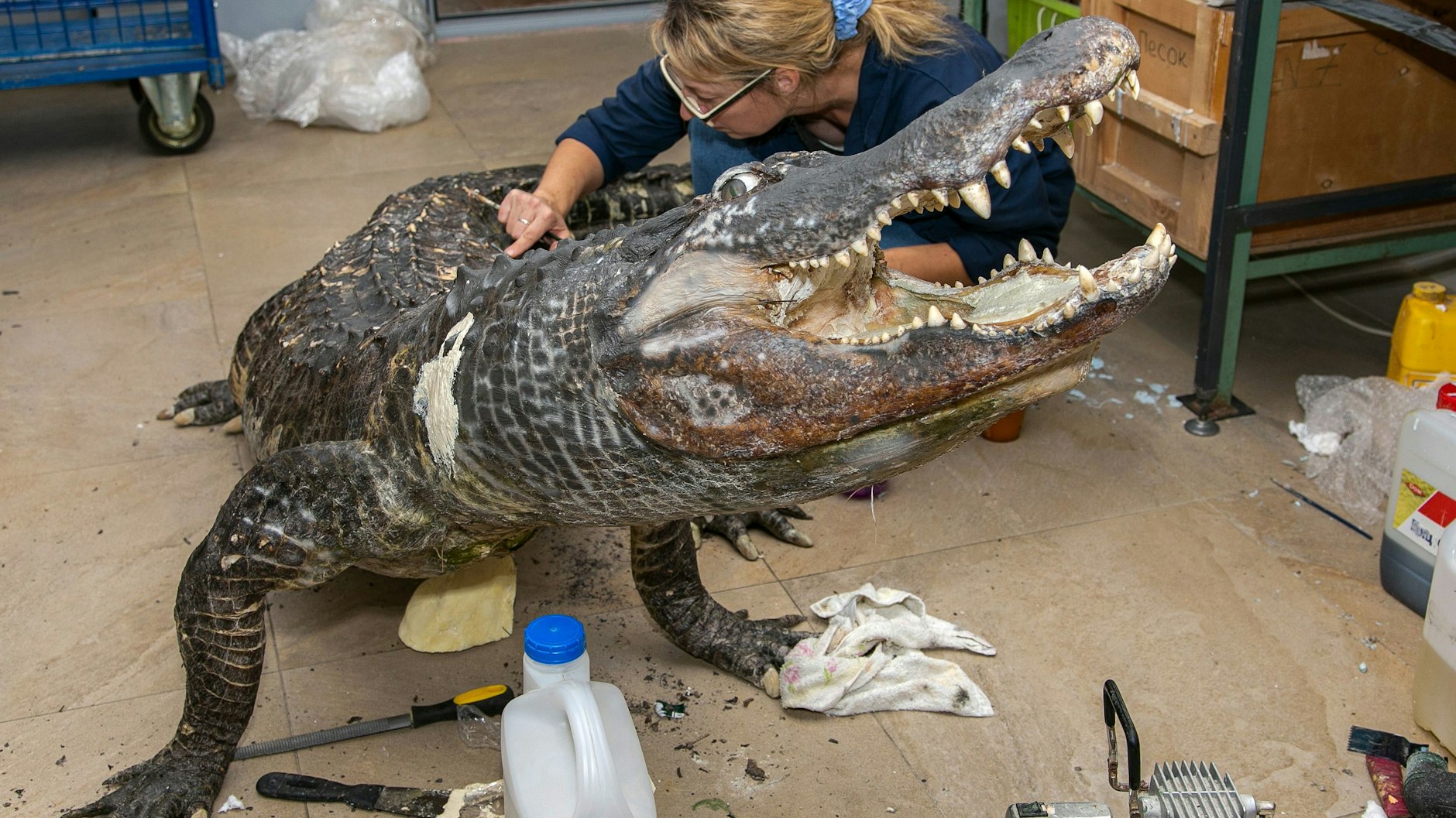 Eine Spezialistin präpariert den Körper des Alligators Saturn.