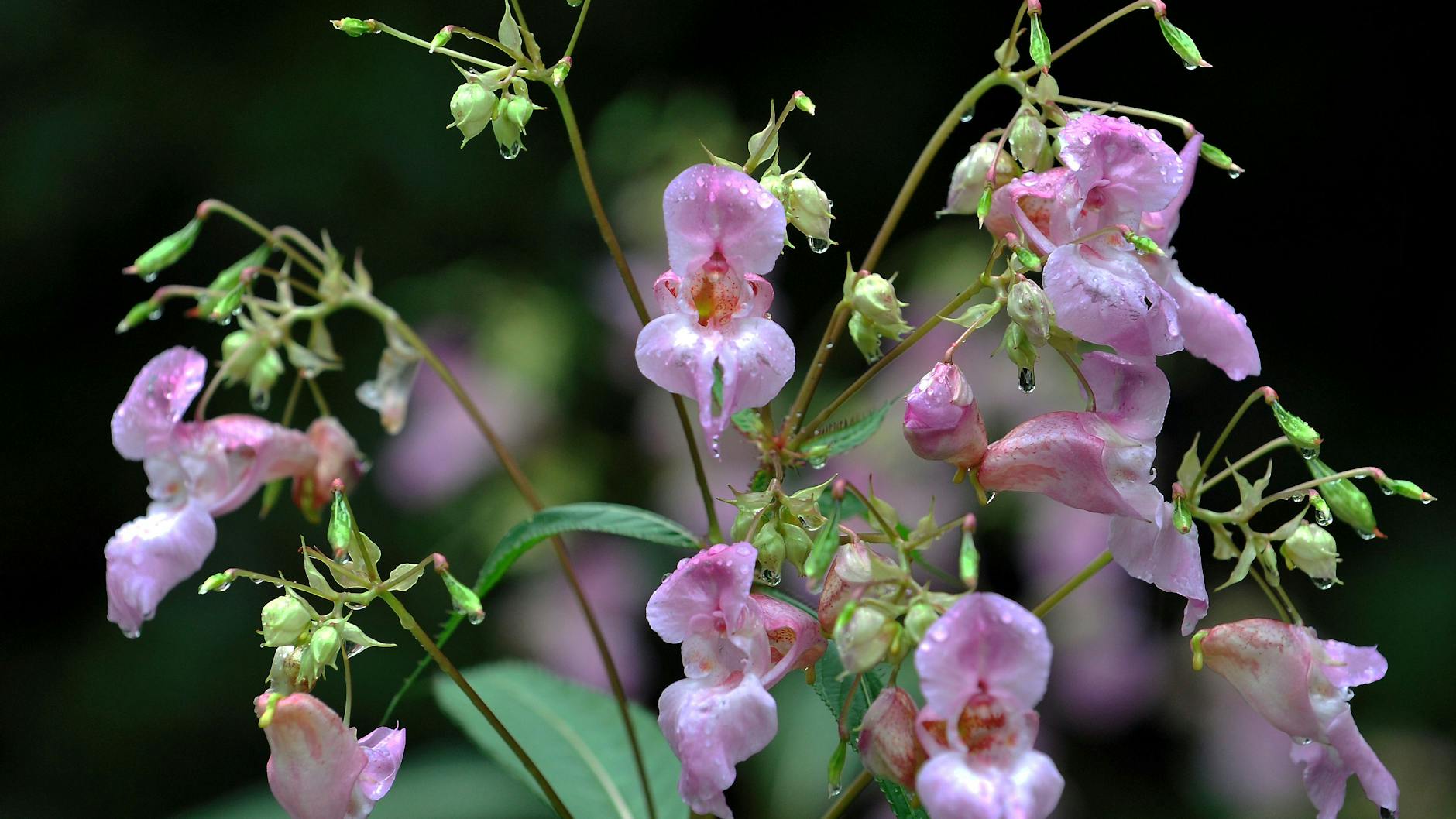 Drüsiges Springkraut (Impatiens glandulifera) wächst in einer Waldlichtung bei Seeshaupt (Oberbayern). Während viele Pflanzen in Deutschland von einem Rückgang betroffen sind, breitet sich das Drüsige Springkraut stark aus. 