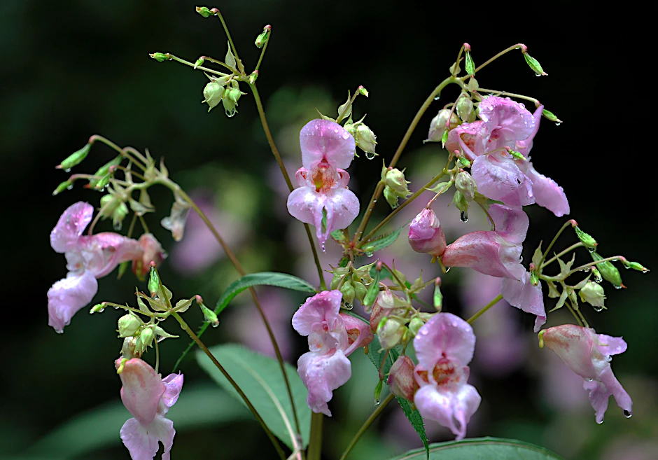 Drüsiges Springkraut (Impatiens glandulifera) wächst in einer Waldlichtung bei Seeshaupt (Oberbayern). Während viele Pflanzen in Deutschland von einem Rückgang betroffen sind, breitet sich das Drüsige Springkraut stark aus.&nbsp;&nbsp;