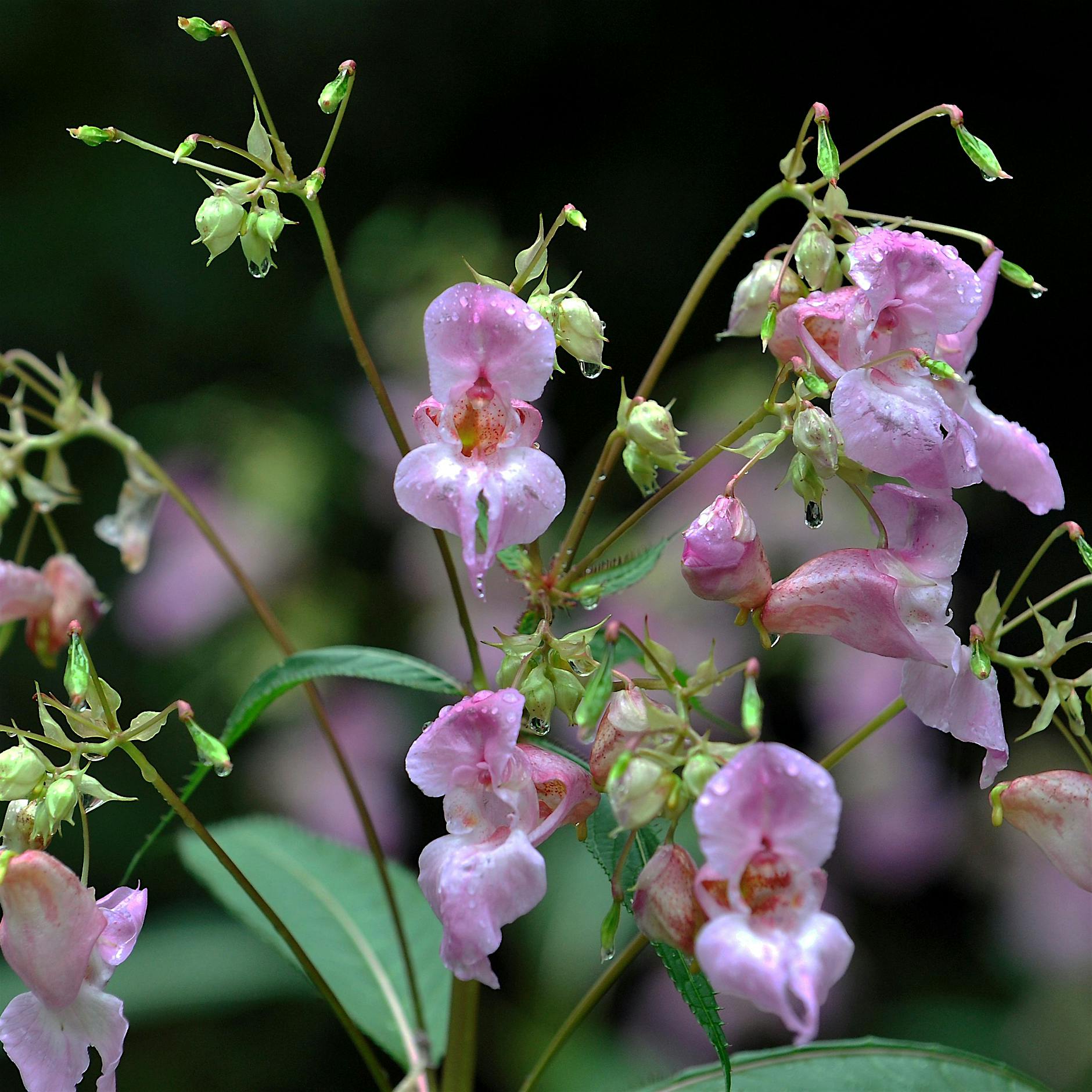 „Sehr düsteres Bild“: Pflanzenvielfalt in Deutschland geht zurück