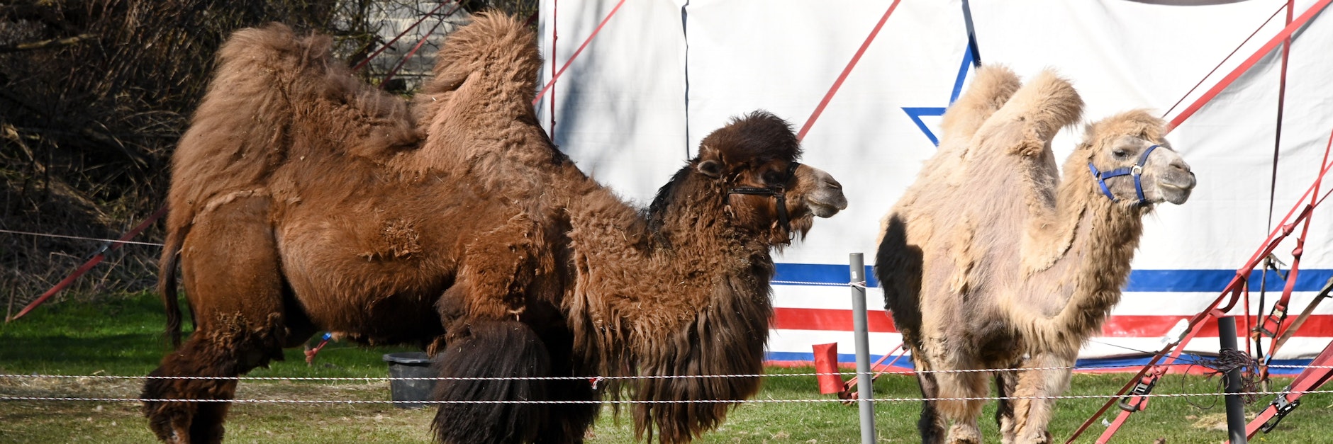 Ein Bild aus vergangenen Tagen: Kamele des Zirkus Paul Busch in den Ederauen im März 2020.&nbsp;