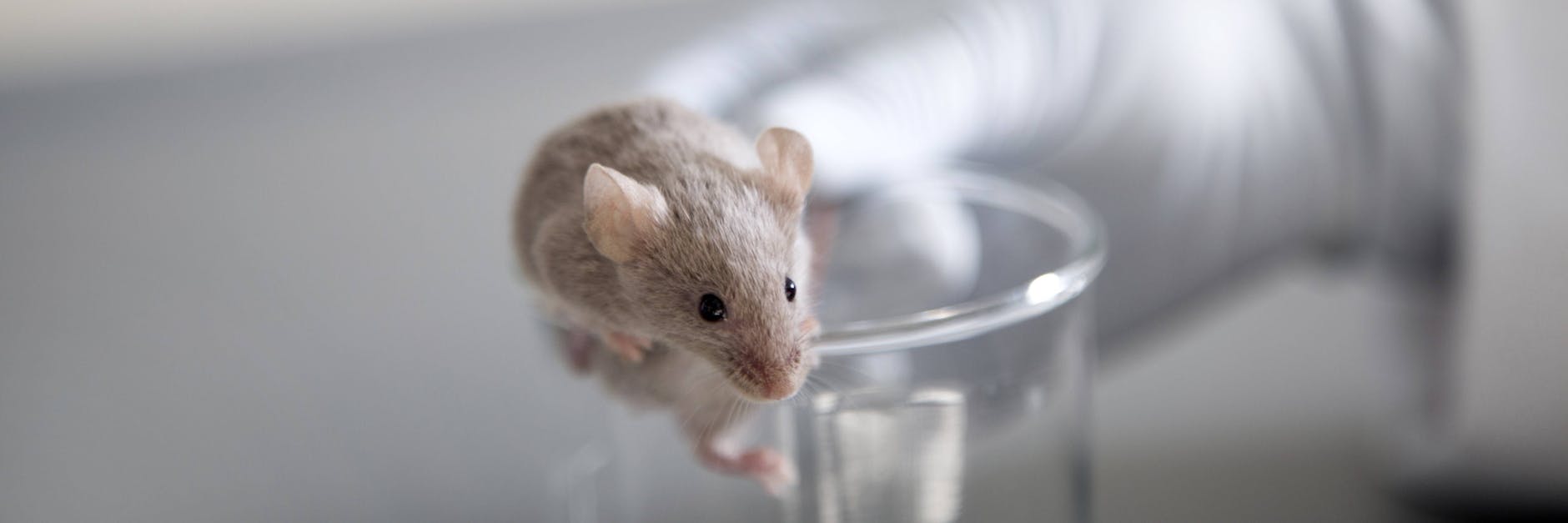 Mäuse zählen zu den Tierarten, an denen besonders viel geforscht wird.