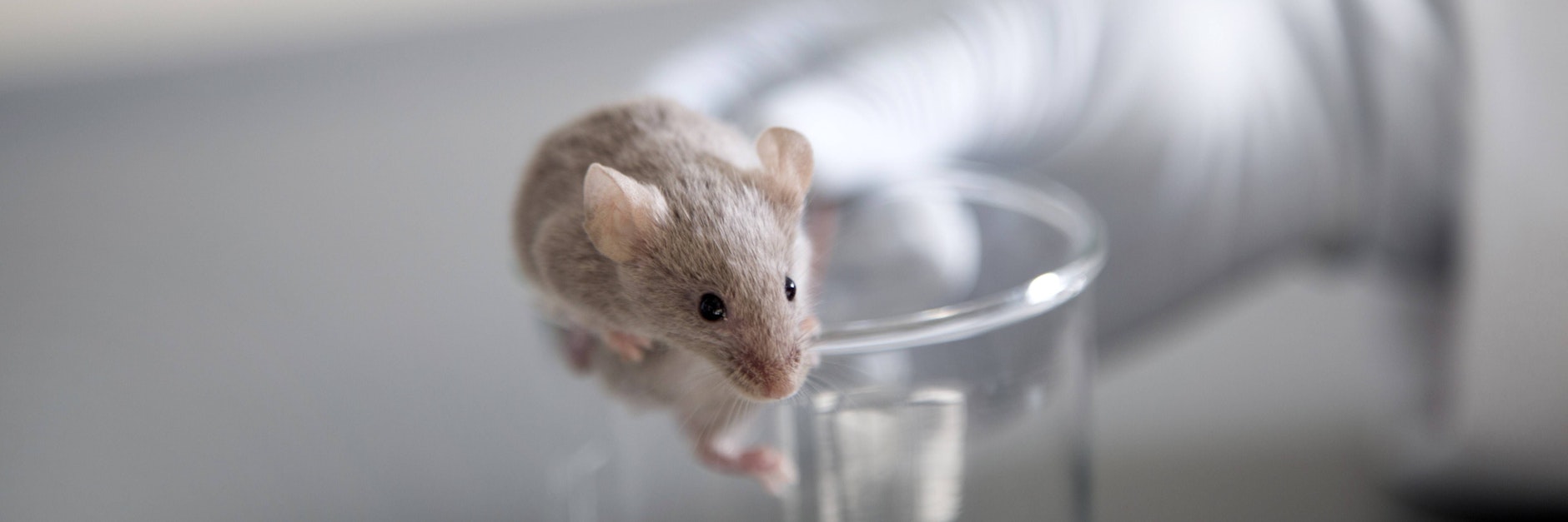 Mäuse zählen zu den Tierarten, an denen besonders viel geforscht wird.