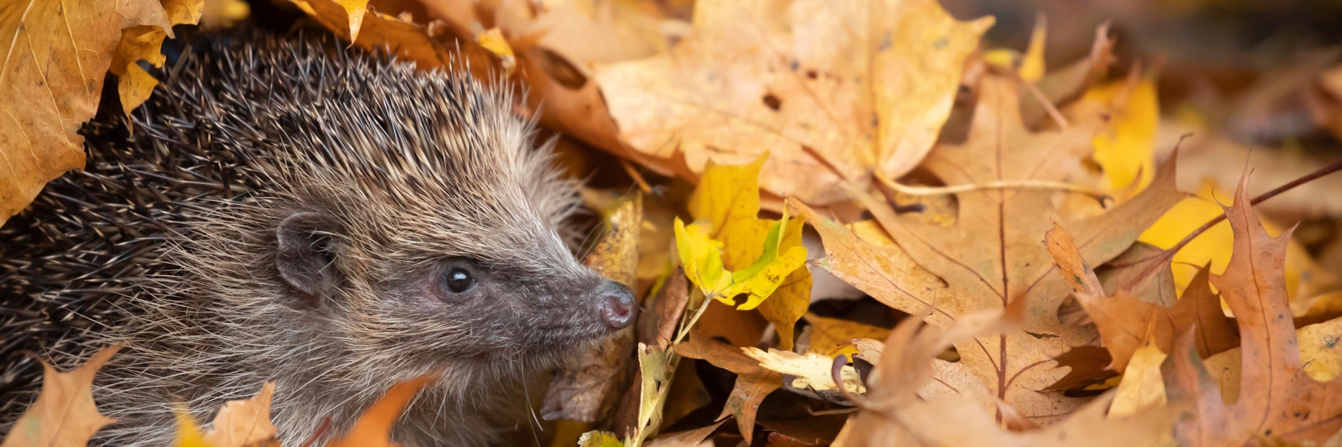 In einigen Gärten leben Igel gefährlich (Symbolfoto).