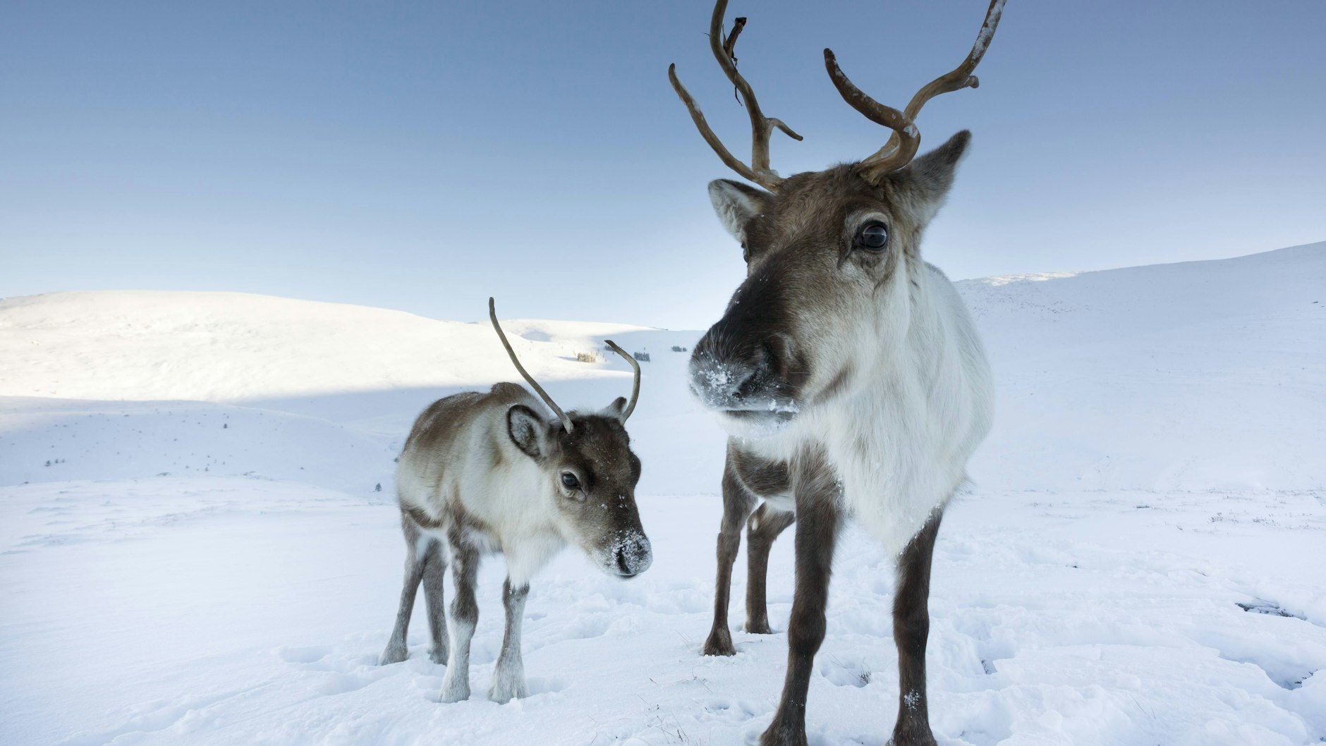  Das Rentier (Rangifer tarandus) lebt im hohen Norden.