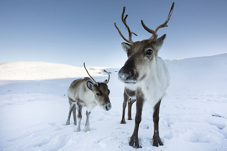 &nbsp;Das Rentier&nbsp;(Rangifer tarandus) lebt im hohen Norden.
