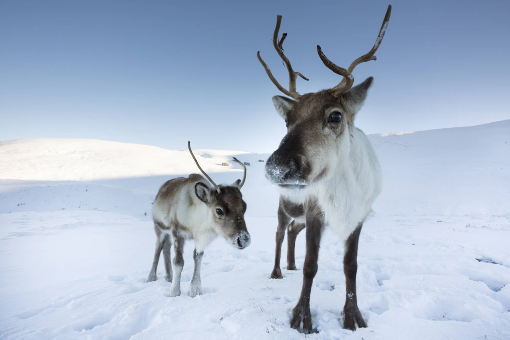 Rentiere: Die Weihnachtstiere sind durch Klimawandel und Wilderei bedroht