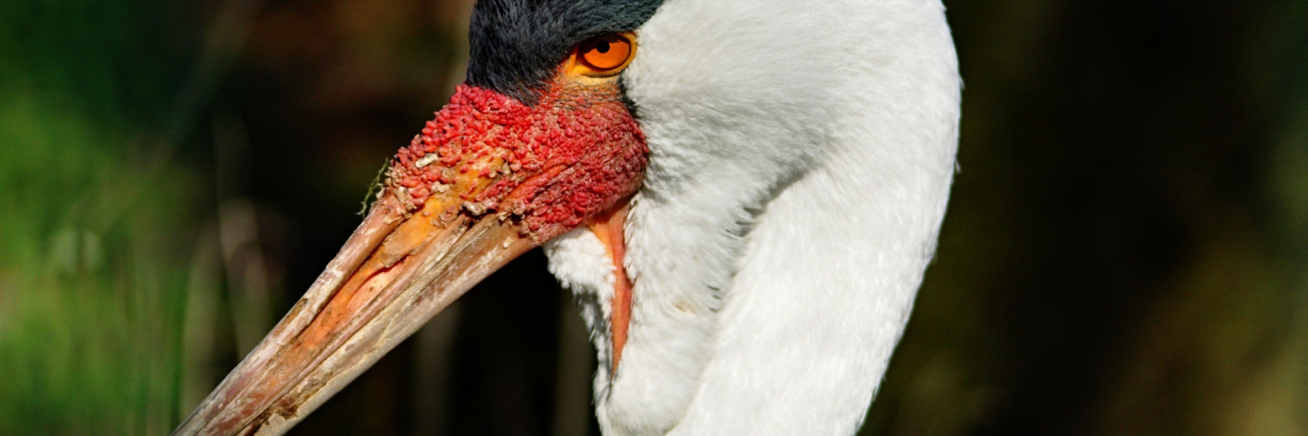 Für den Klunkerkranich aus dem Tierpark wird nach Paten gesucht. Die Patenschaft kostet 120 Euro. 