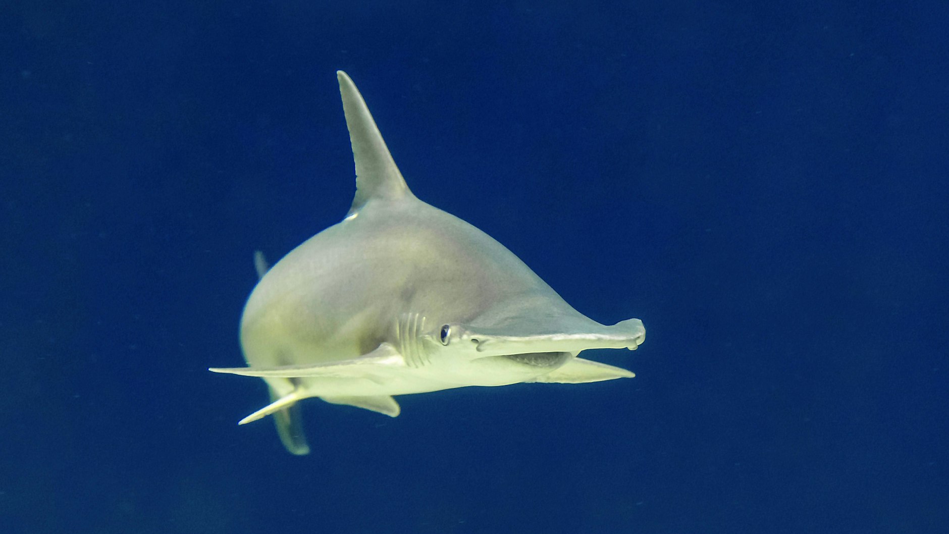 Eine spezielle Weihnachtspatenschaft kann für den Schaufelnasen-Hammerhai abgeschlossen werden.