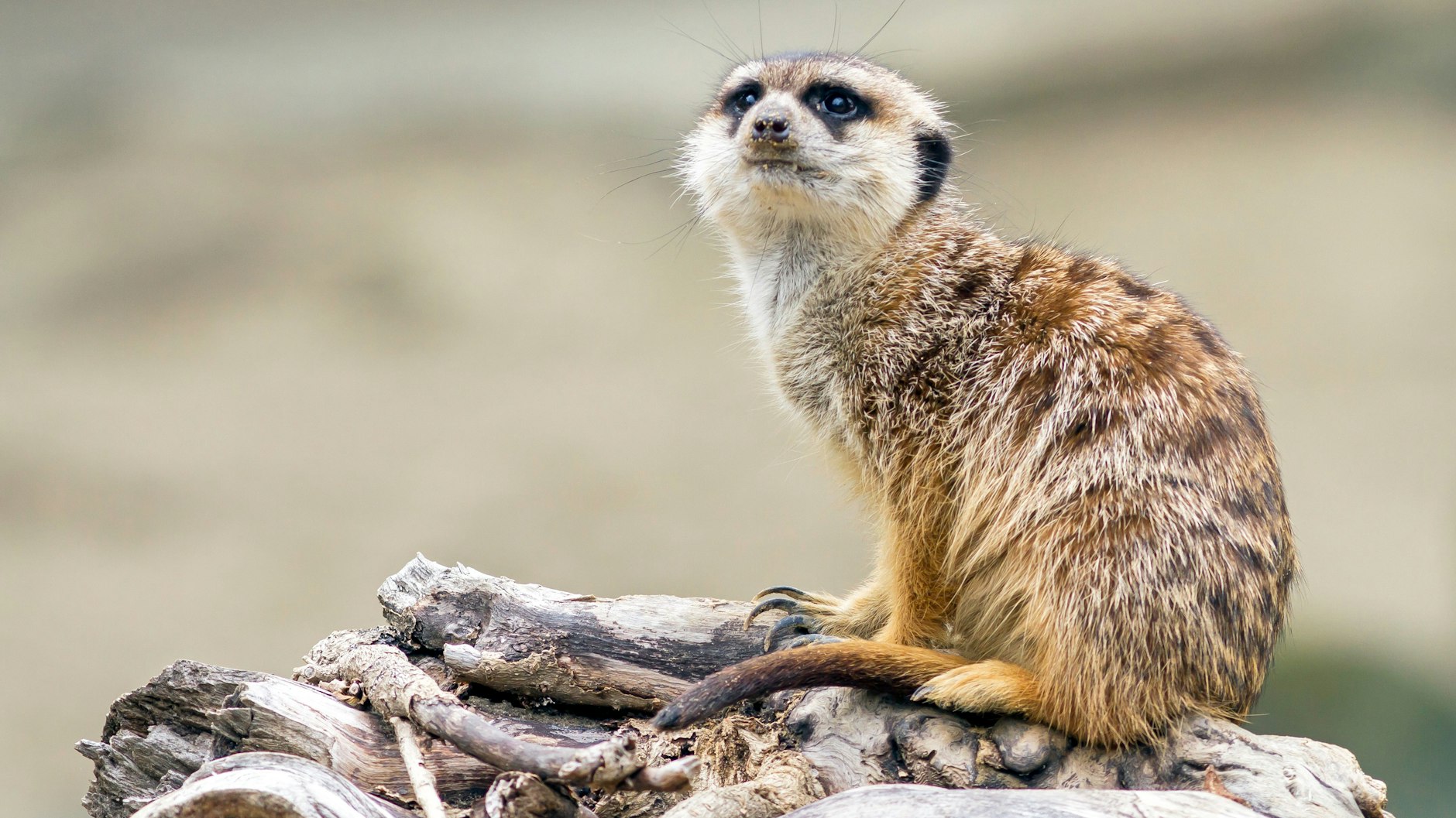 Erdmännchen gehören zu den beliebtesten Patentieren im Zoo.