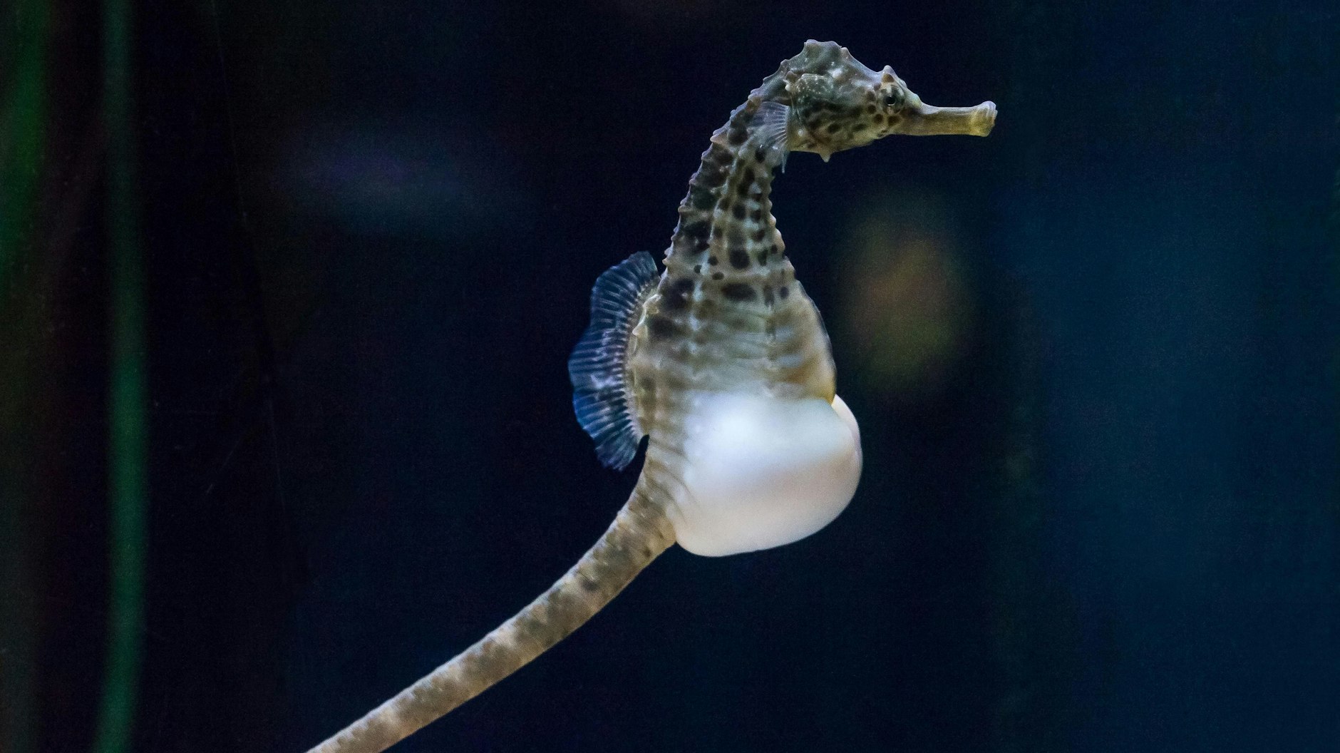 Das Hängebauchseepferdchen ist ein fürsorglicher Vater. Die Patenschaft kostet 100 Euro.&nbsp;