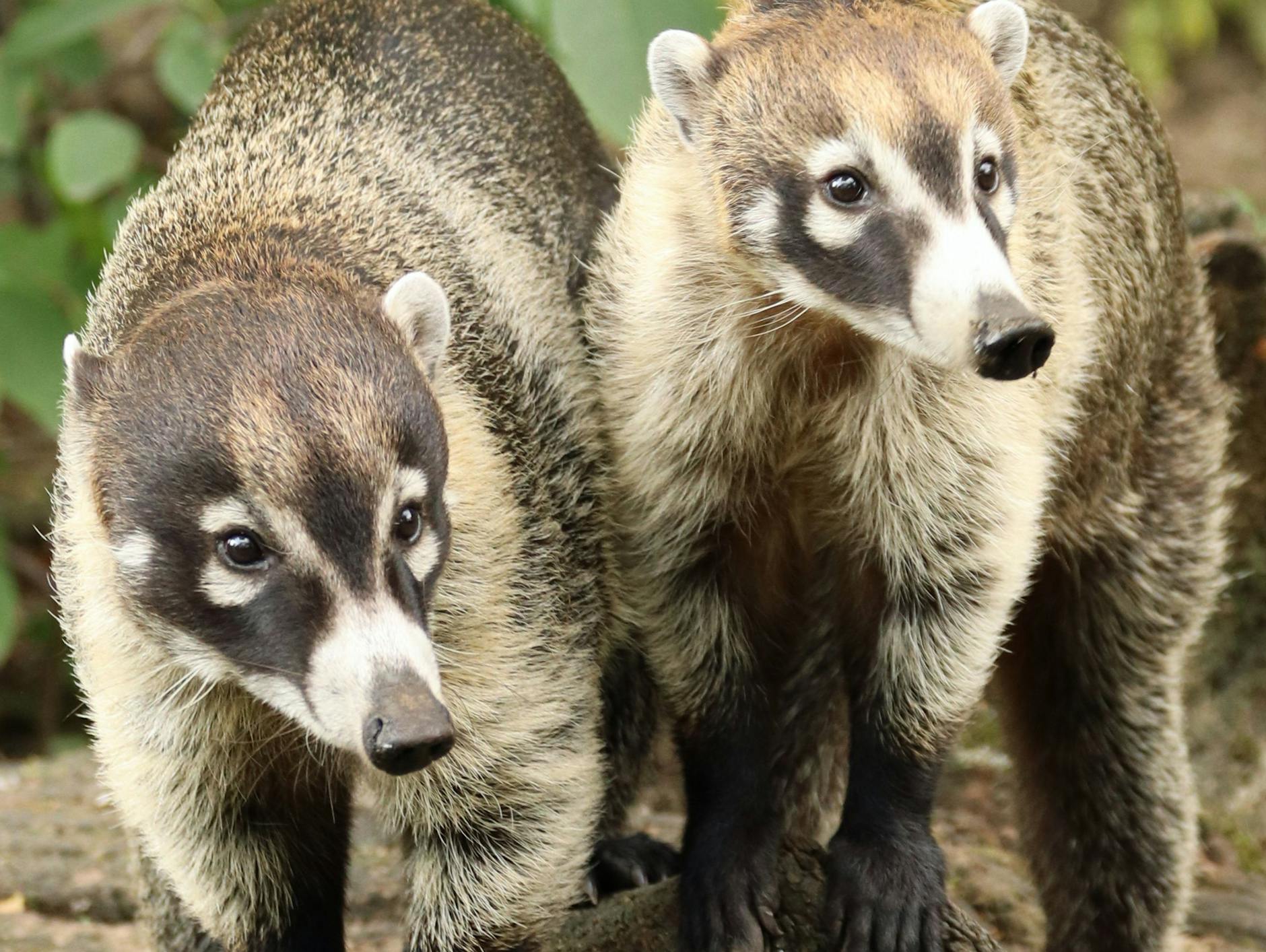 Bärenstark für eine Patenschaft: die Weißrüsselnasenbären aus dem Zoo.