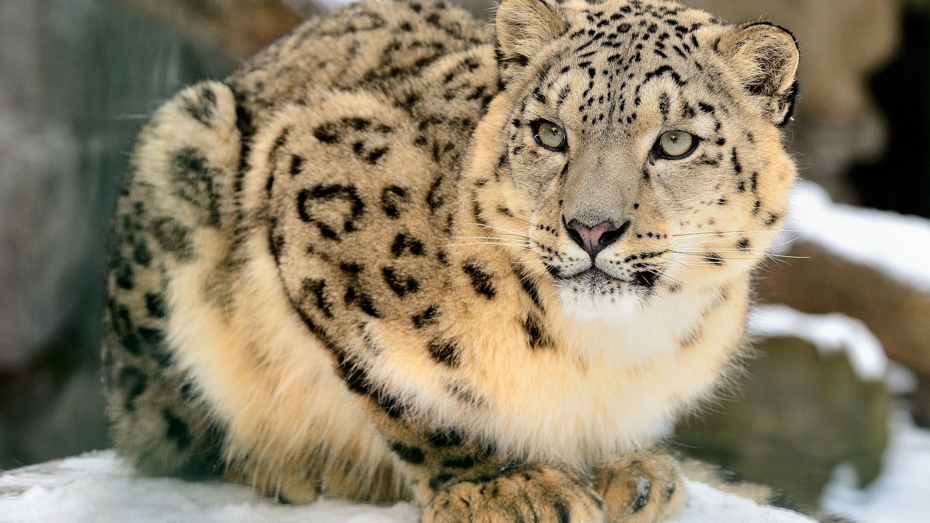 Der Schneeleopard aus dem Tierpark sucht nach einen Paten.