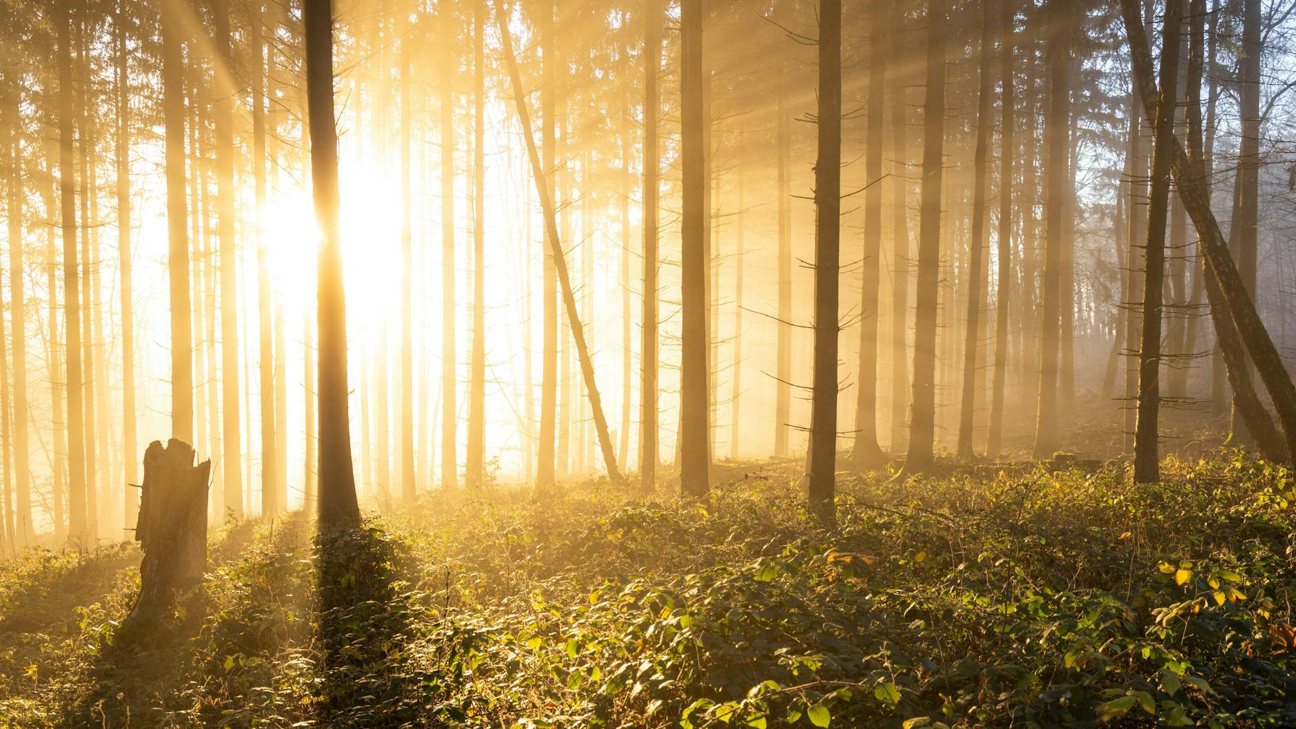 Die Sonne wird sich vor allem im Osten Brandenburgs zeigen. Sonntag könnte landesweit die 10-Grad-Marke geknackt werden.