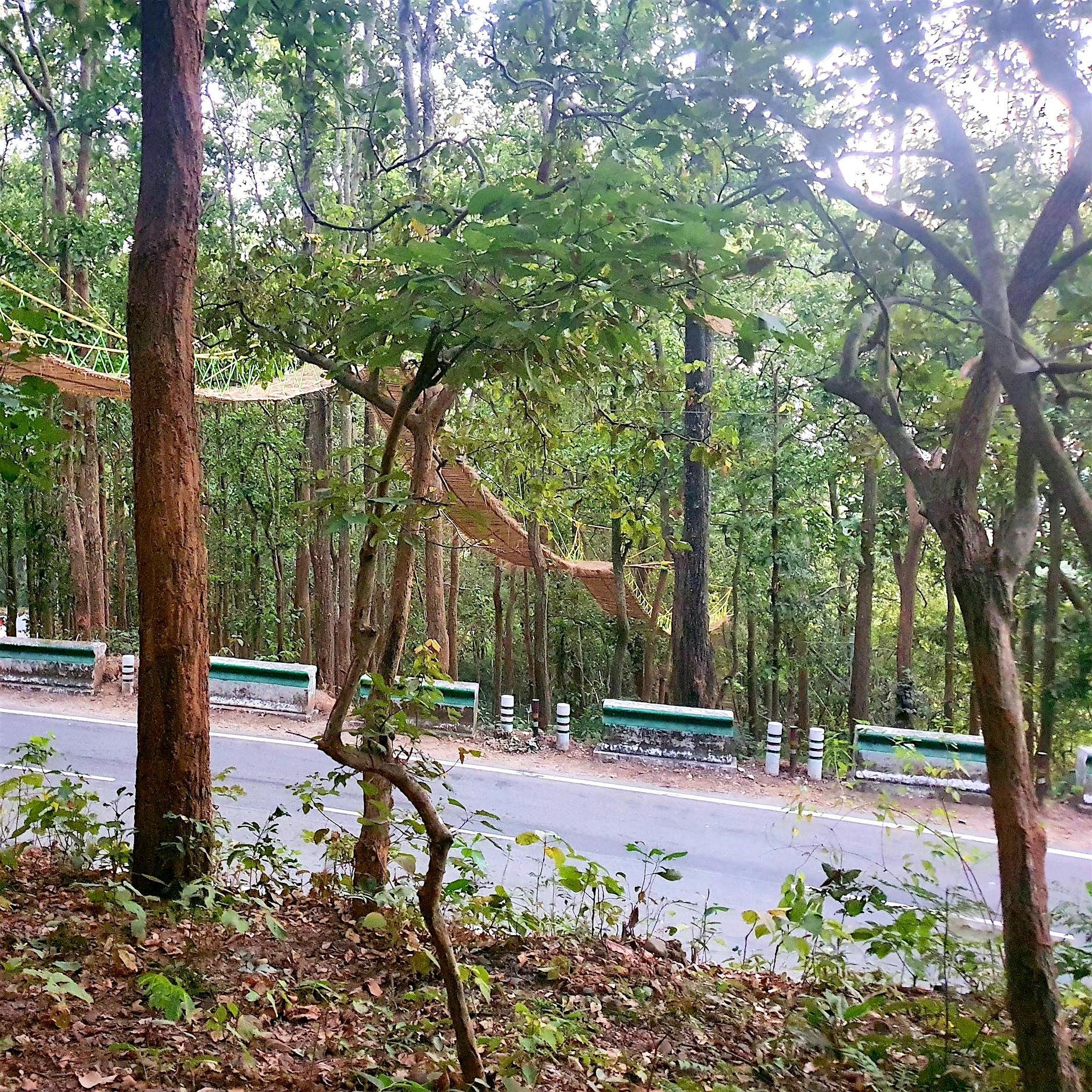 Verrückt! Indien baut eine Brücke nur für Tiere