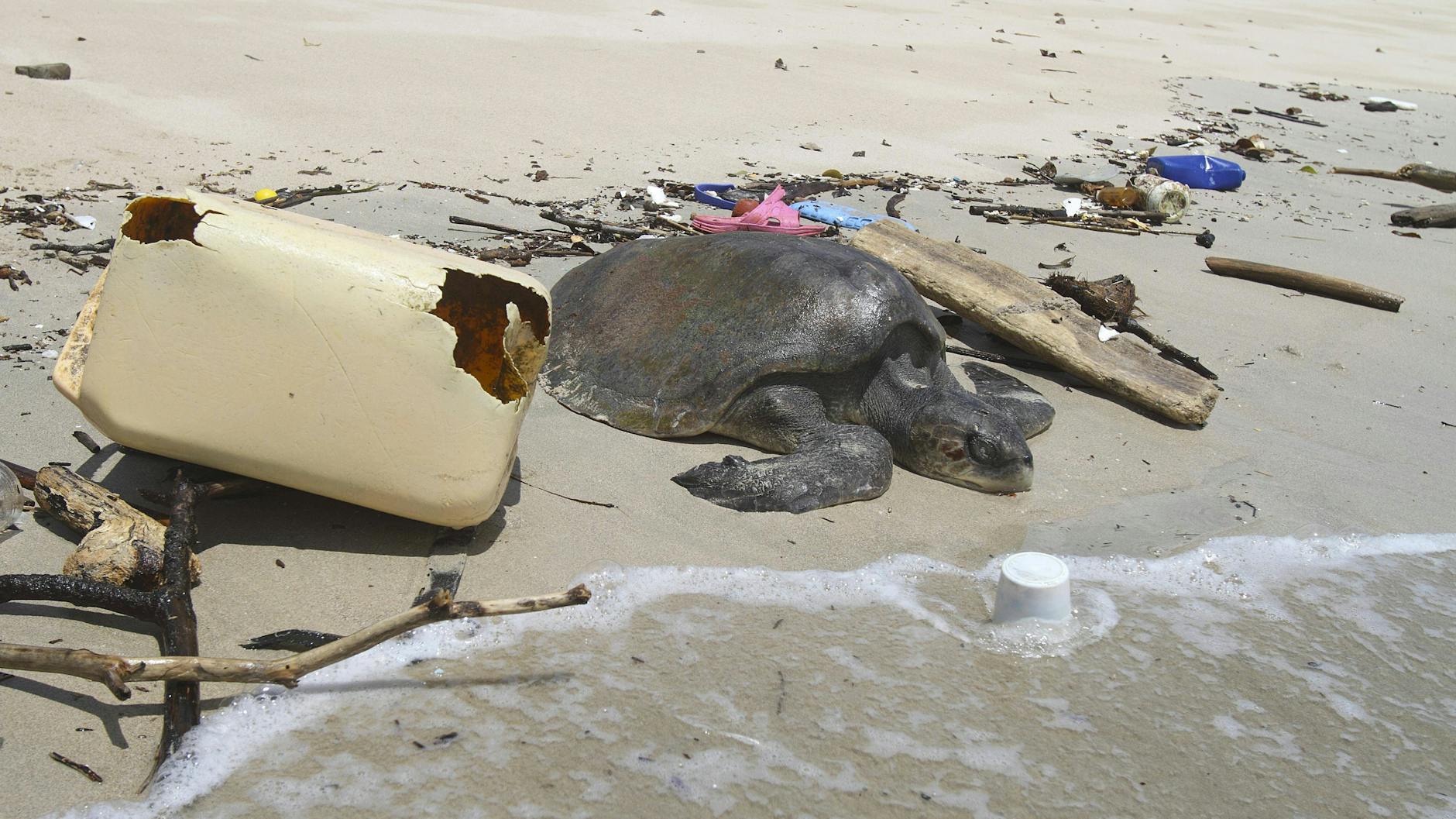 Eine tote Oliv-Bastardschildkröte liegt zwischen angeschwemmten Plastikmüll am Strand von Ile de Contador (Panama).