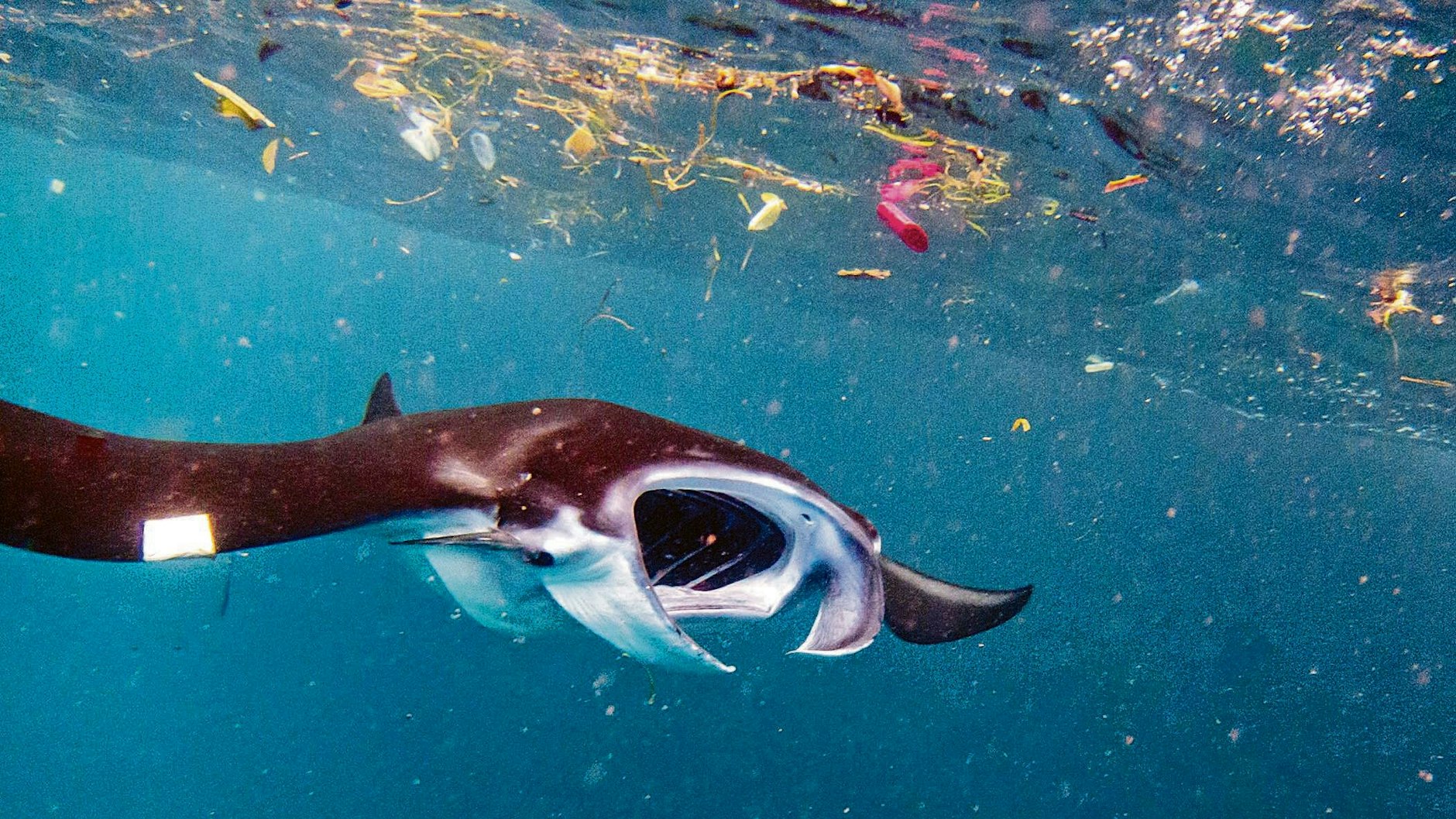 Der Plastikmüll in den&nbsp;Weltmeeren wird zunehmend auch zur Belastung von gefährdeten Tierarten wie Mantarochen und Walhaien. Die kleinen Teile gelangen in den&nbsp;Verdauungstrakt, wo sie teils nur schwer abbaubar sind.