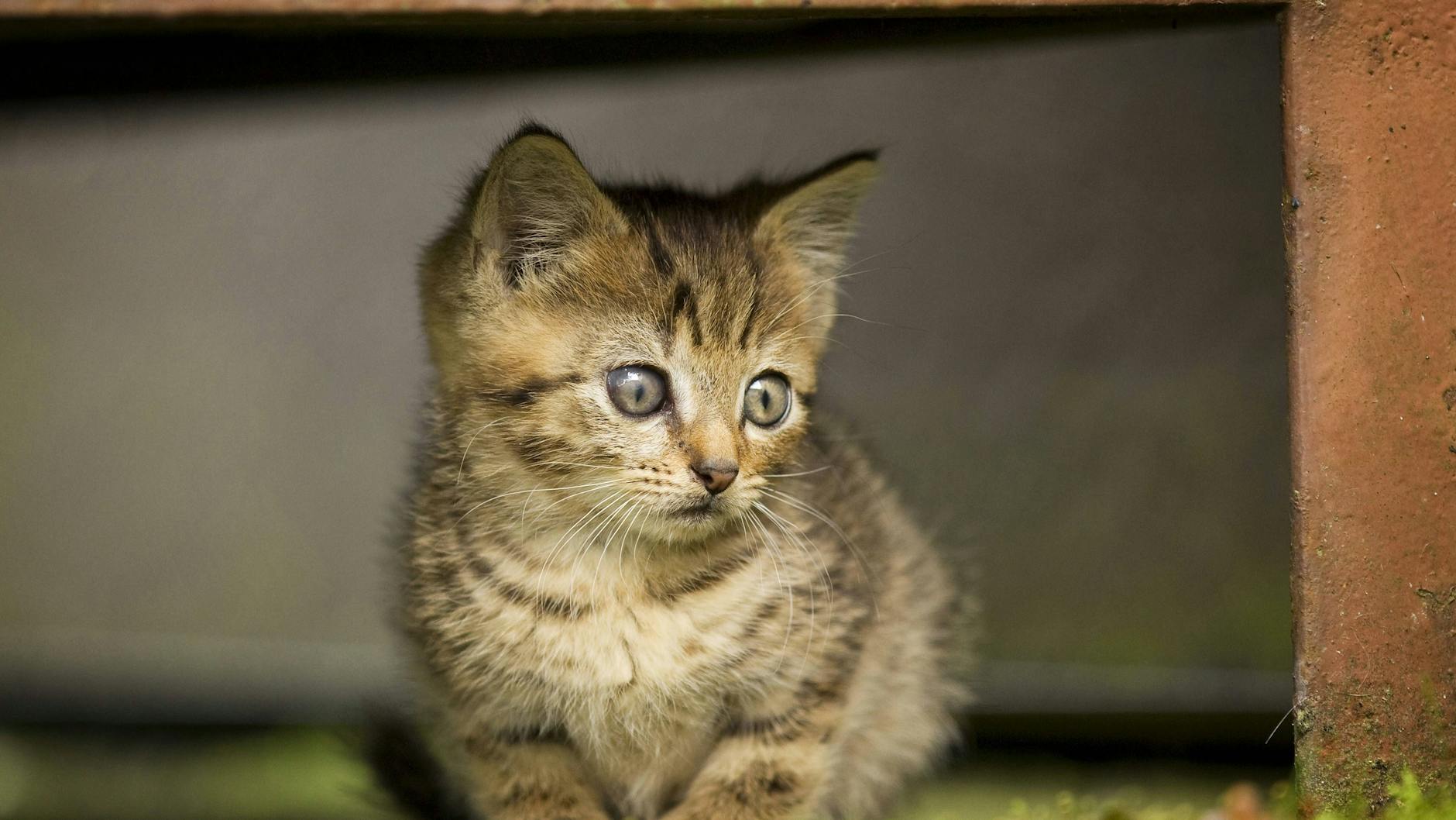 Für Tiere ist die Silvesternacht die schlimmste Nacht des Jahres.