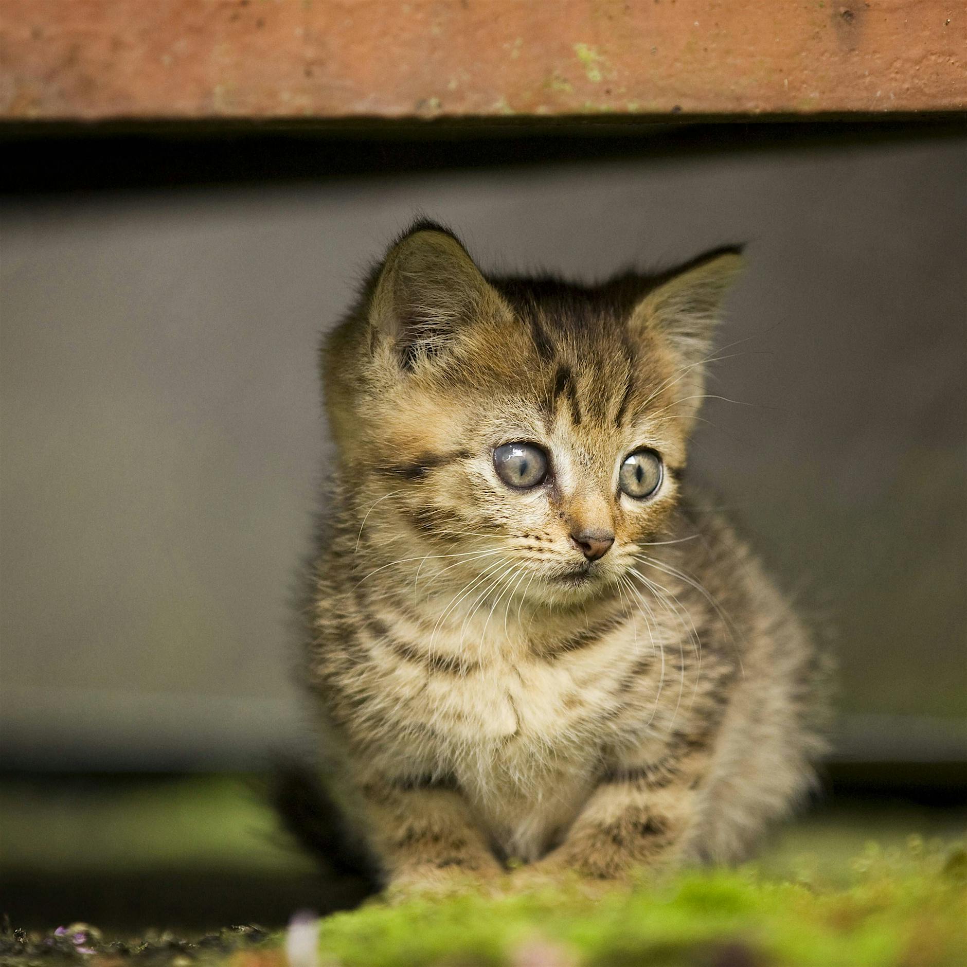 Bei Feuerwerk trotz Verbot: Zehn Tipps, wie Sie Ihrem Haustier helfen können