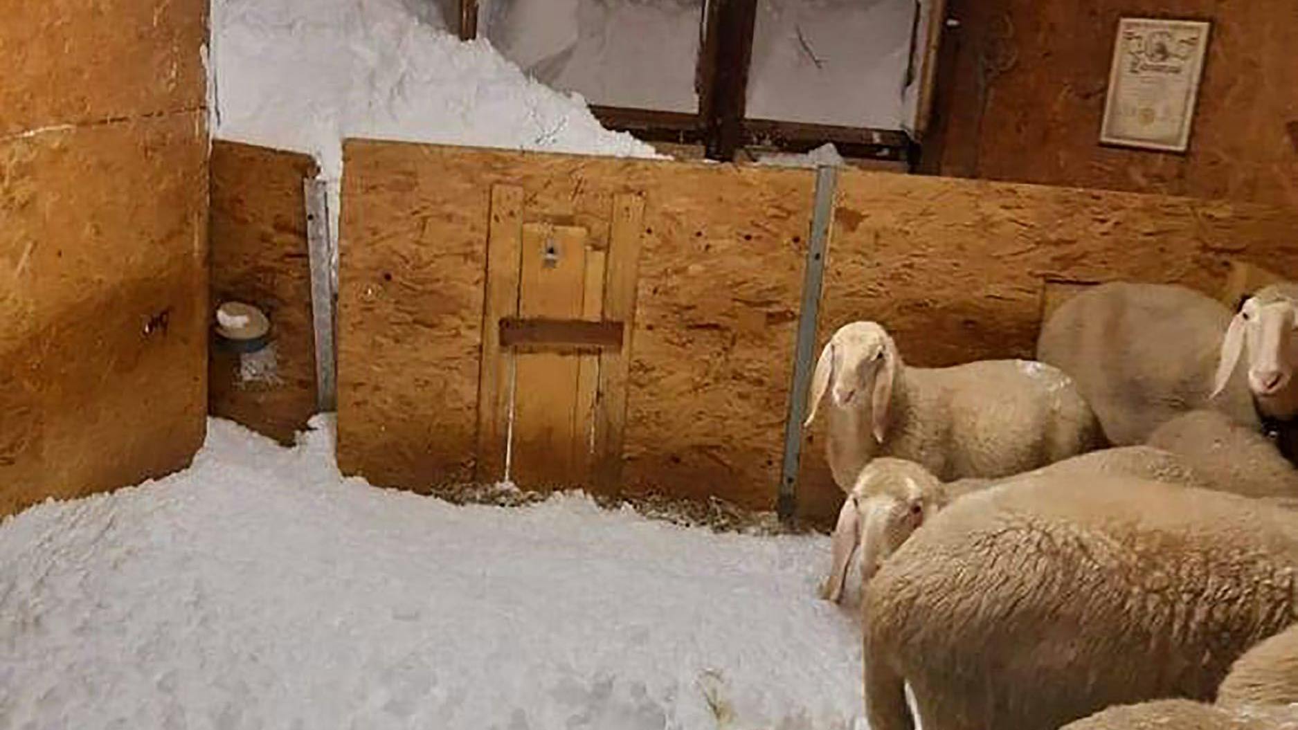 In Osttirol drangen Schneemassen nach einer Lawine in einen Schafstall ein.