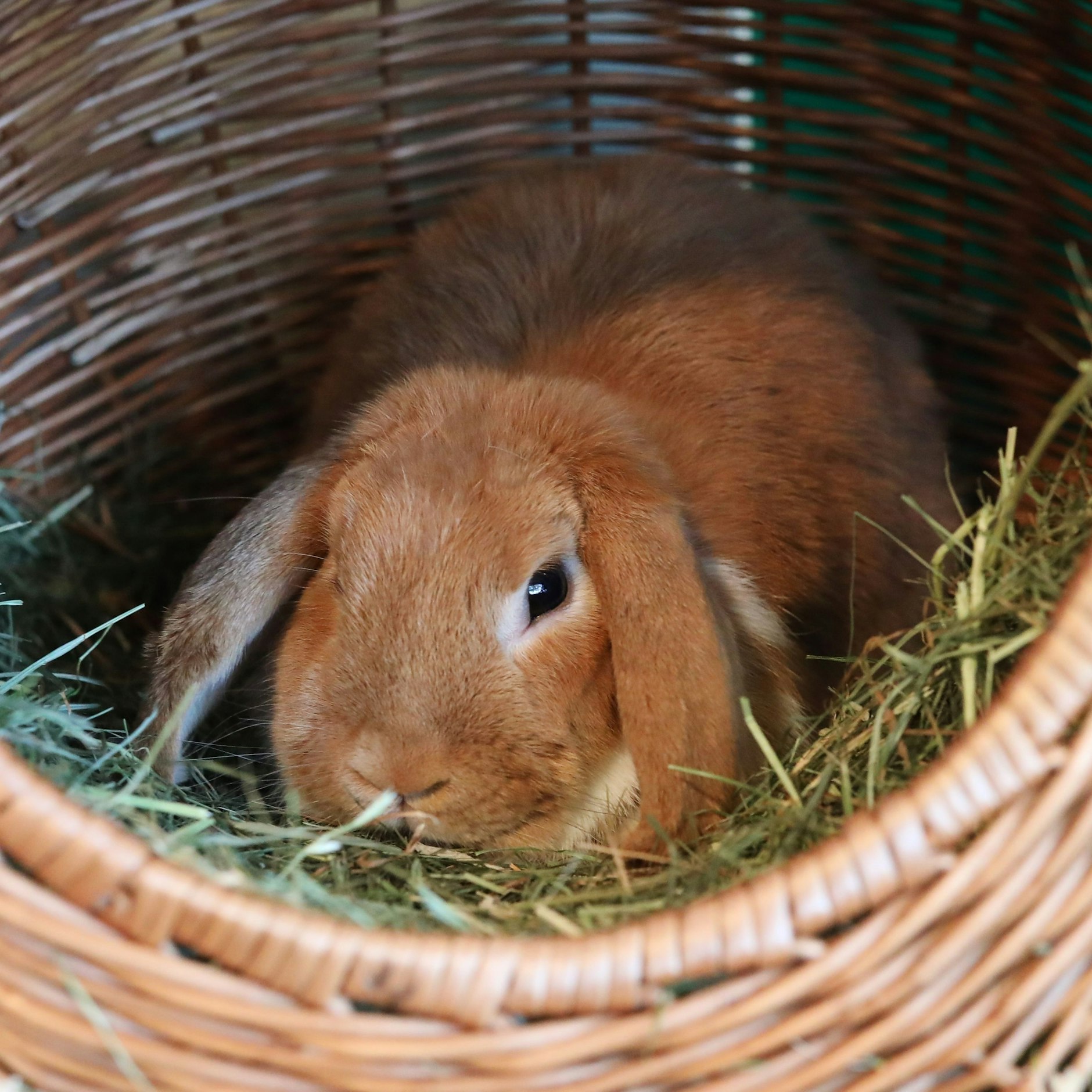 Emmi sucht ein neues Zuhause mit viel Platz.