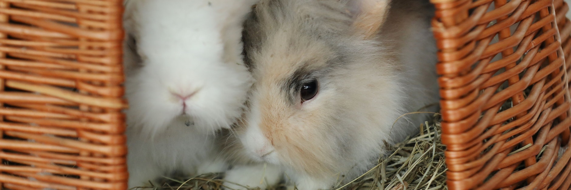 Molly und Anton warten seit September 2019 auf ein neues Zuhause.