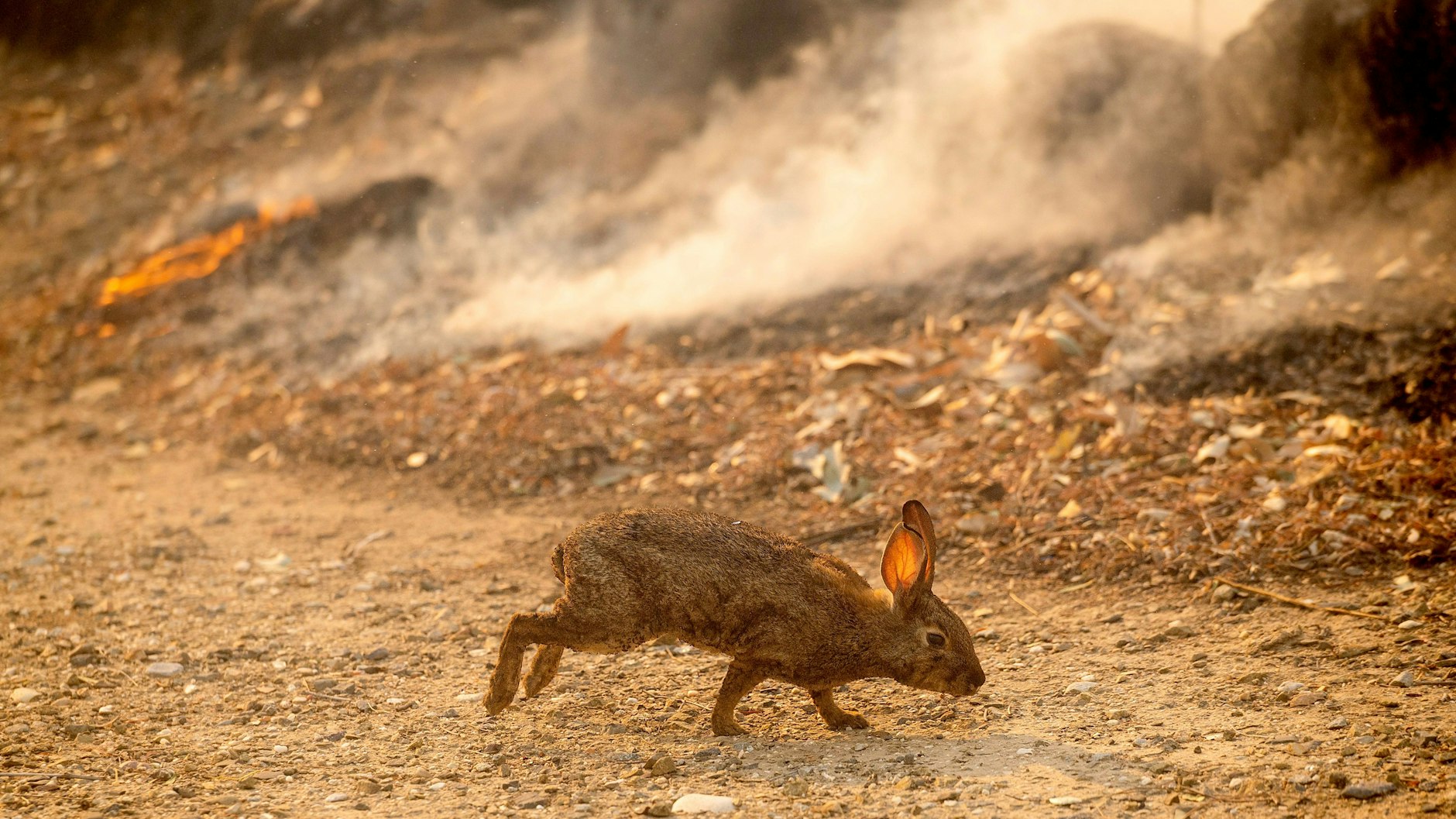 In Kalifornien brennen wieder die Wälder. Das Bild vom fliehenden Hasen wurde am 3. Dezember in Orange County aufgenommen.
