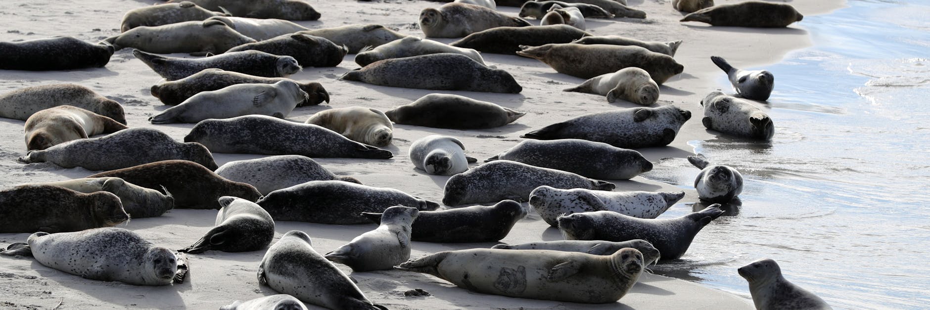 Robben und Seehunde liegen am Südstrand auf der Düne vor der Insel Helgoland in der Sonne. 