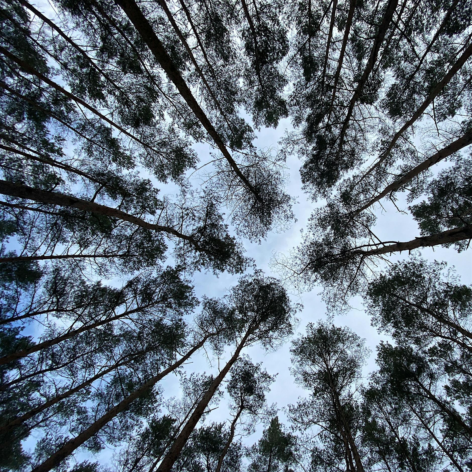 Berlins Wälder: So wenig gesunde Bäume wie noch nie