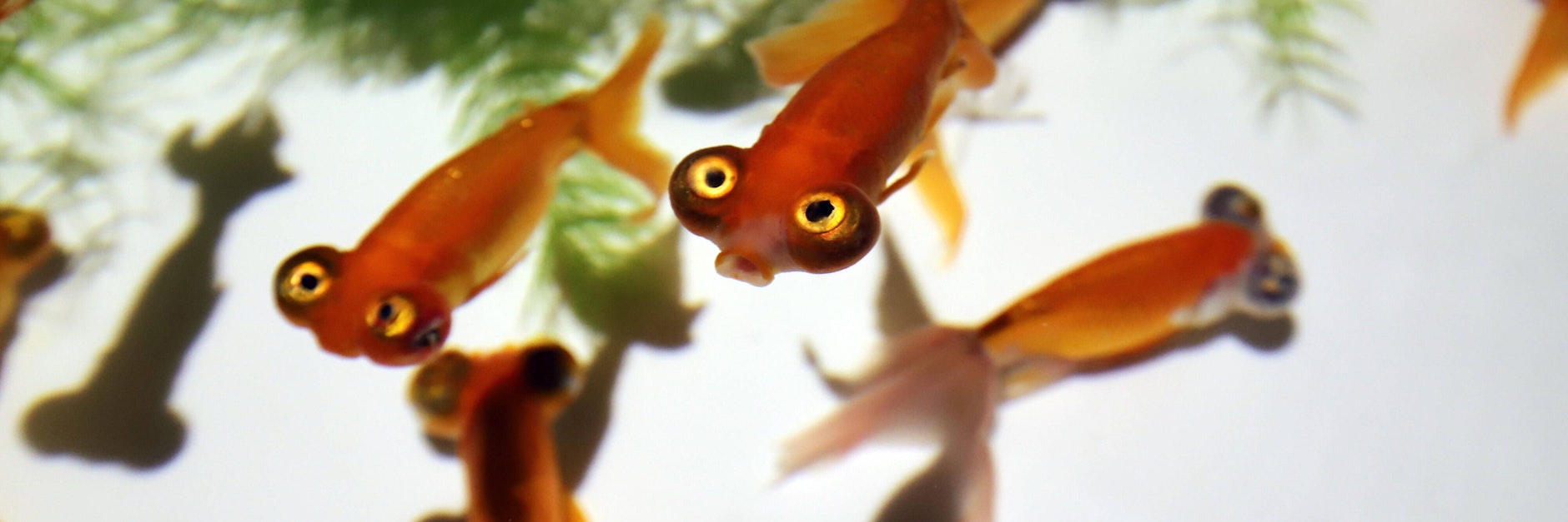 Die Fische merkten nichts, als Hacker über die Wasser-Sensoren ihres Aquariums in die Datenbanken eines US-Casinos eindrangen.