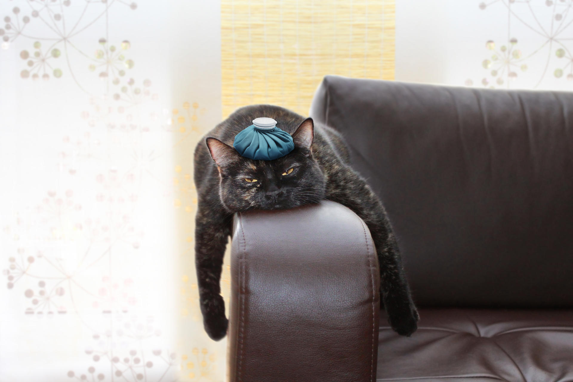 Kanadier findet das Rezept gegen den Alkohol-Kater