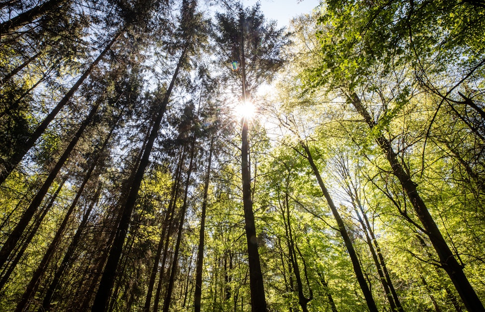 So retten Bäume unser Klima