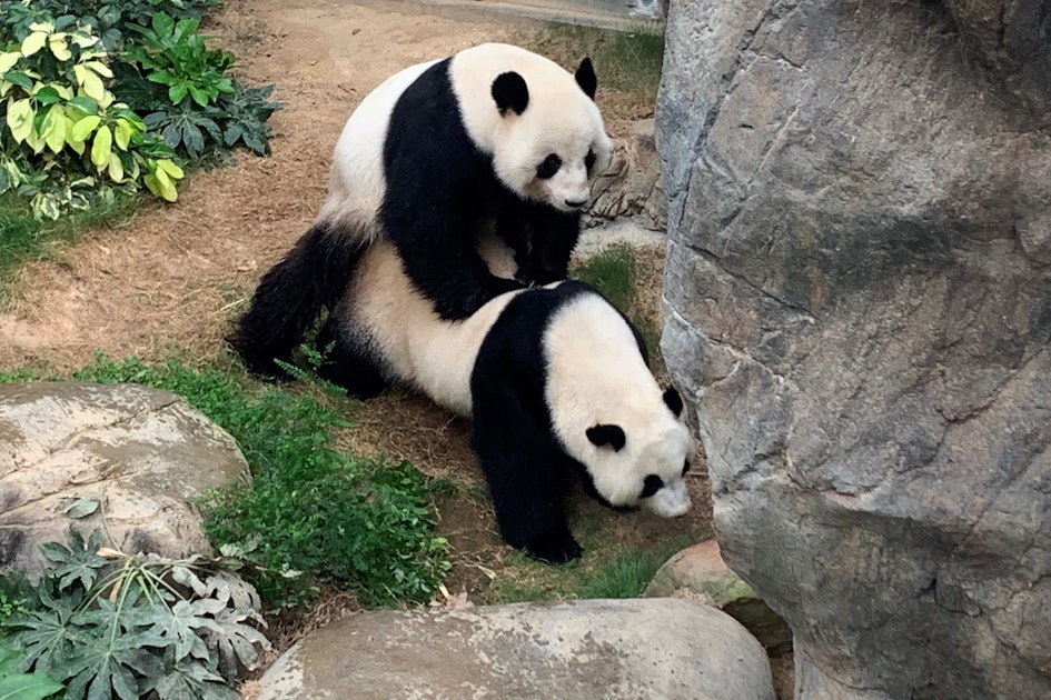 Besucher weg, schon paaren sich die Pandas