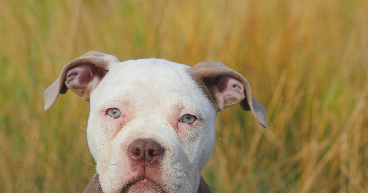 Besuch bei Tagesmutter English Bulldog greift Fünfjährigen an