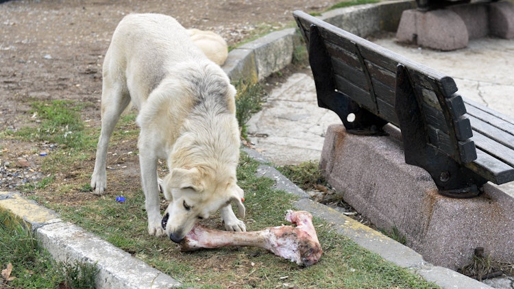 Die Straßenhunde in Istanbul