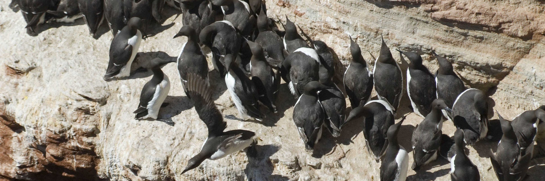 Trottellummen auf Helgoland am sogenannten Lummenfelsen.
