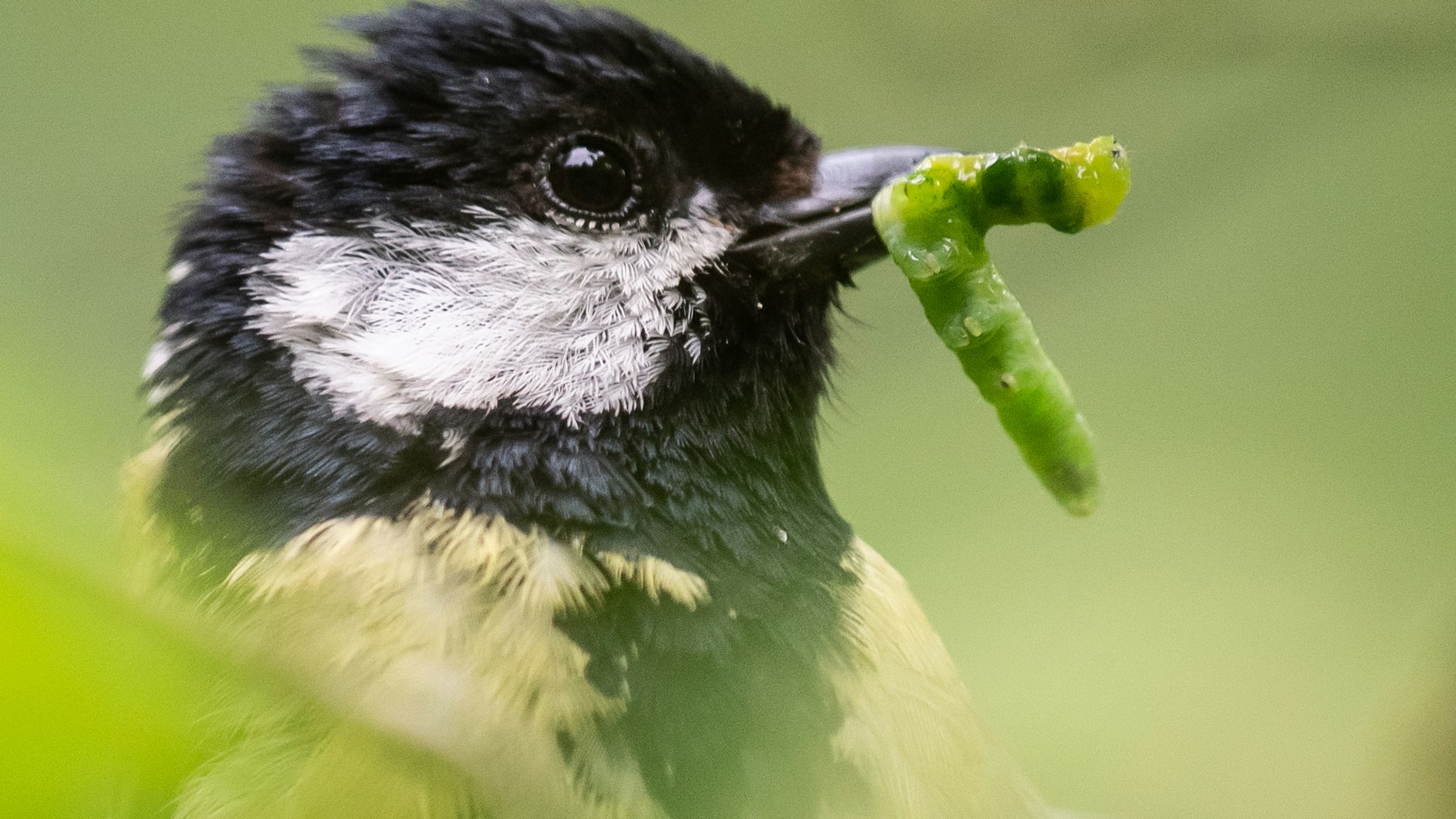 Baden-Württemberg, Montagmorgen: Eine Kohlmeise hält eine Raupe im Schnabel.
