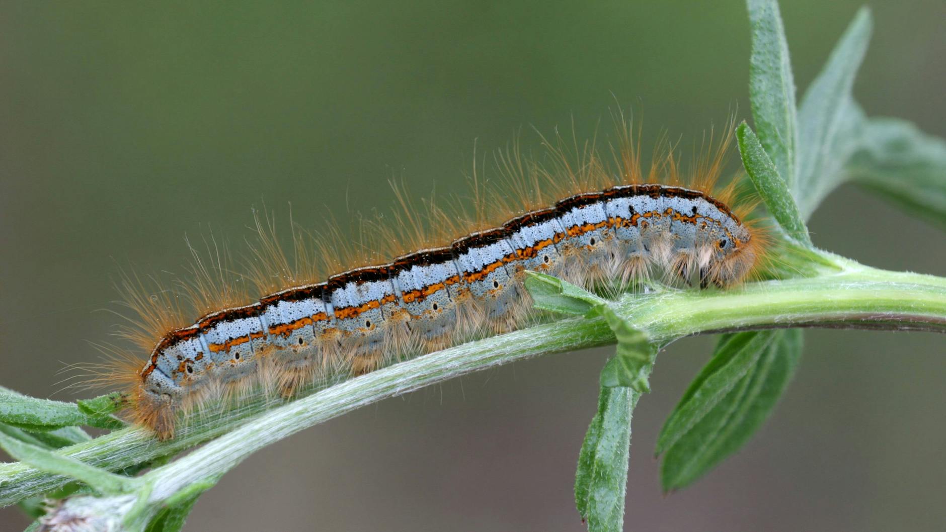 Die Raupe des Wolfsmilch-Ringelspinners beim Fressen – am Montag, irgendwo in Frankreich.