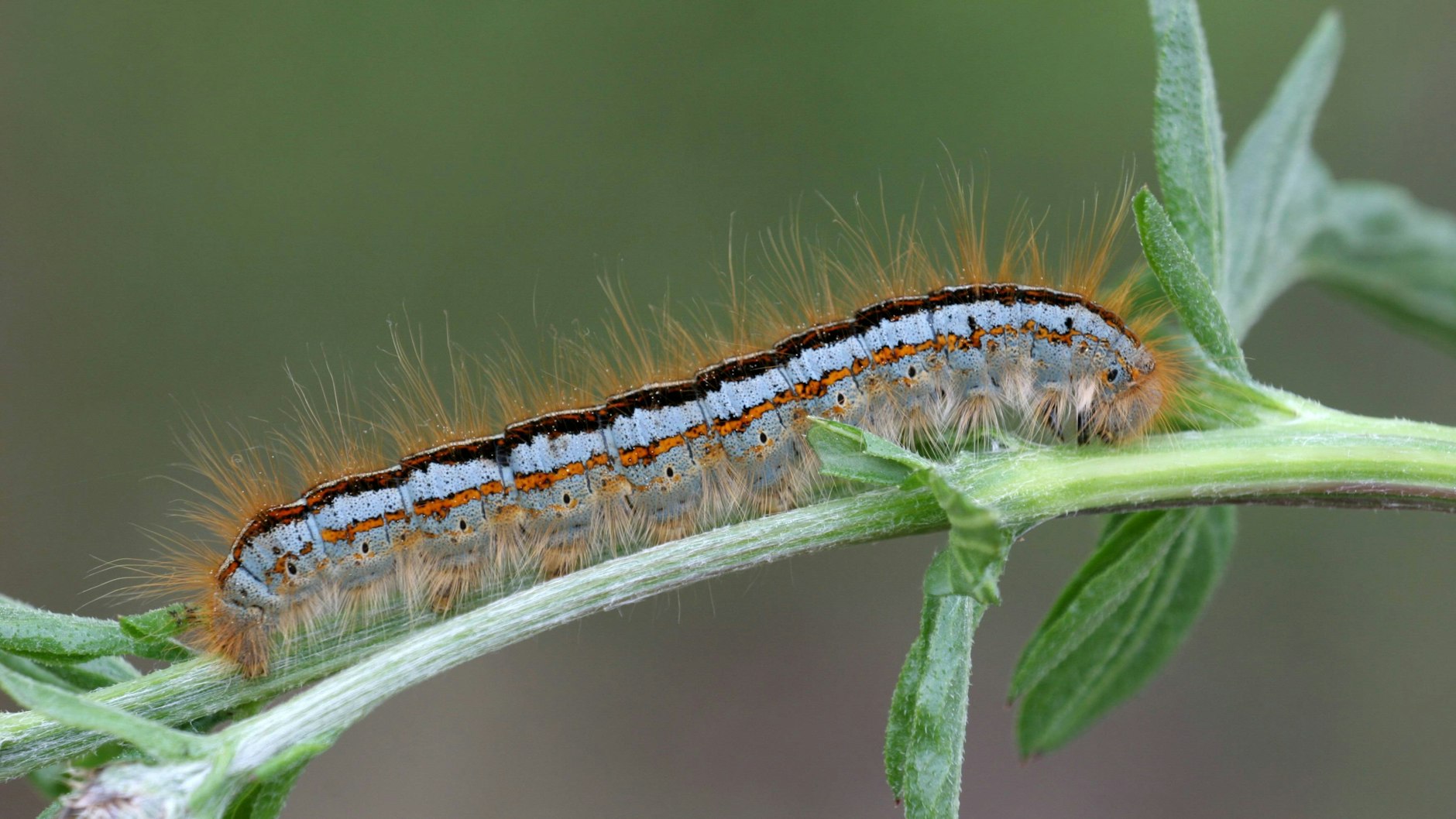 Die Raupe des Wolfsmilch-Ringelspinners beim Fressen – am Montag, irgendwo in Frankreich.
