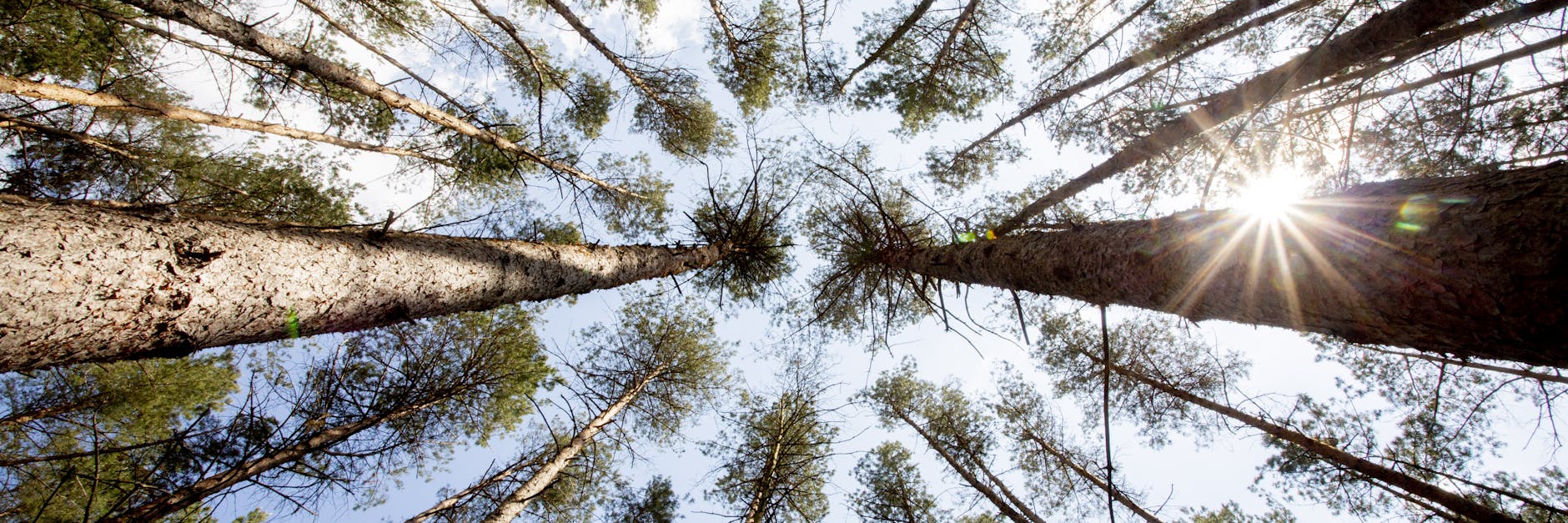 Deutliche Schäden: Die Kiefern der Region sehen nicht gut aus. Eigentlich sollten die Baumkronen dicht und grün sein.