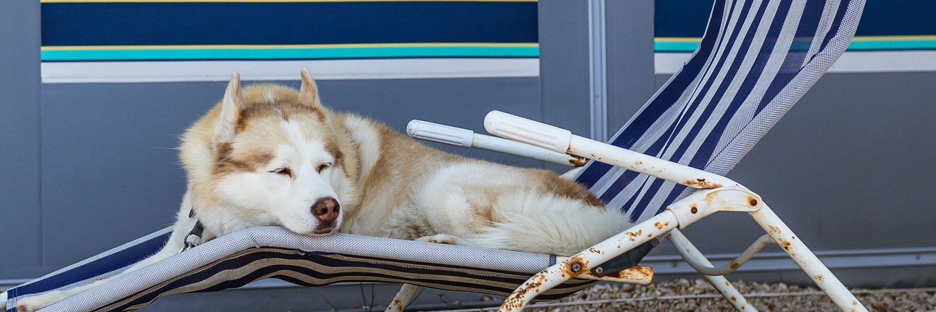 Auch Hunden macht die Hitze schwer zu schaffen.