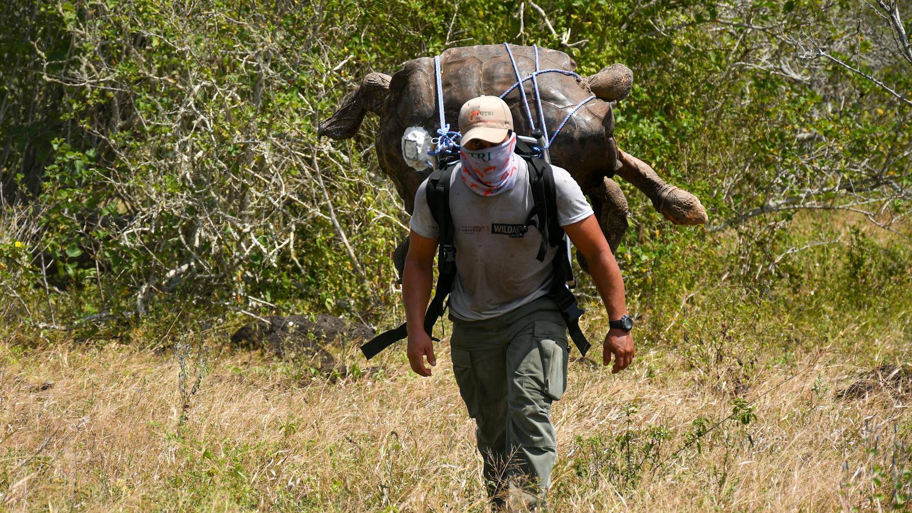 Das Fortpflanzungswerk ist vollbracht: Die Riesenschildkröte Diego kehrt heim nach Española.