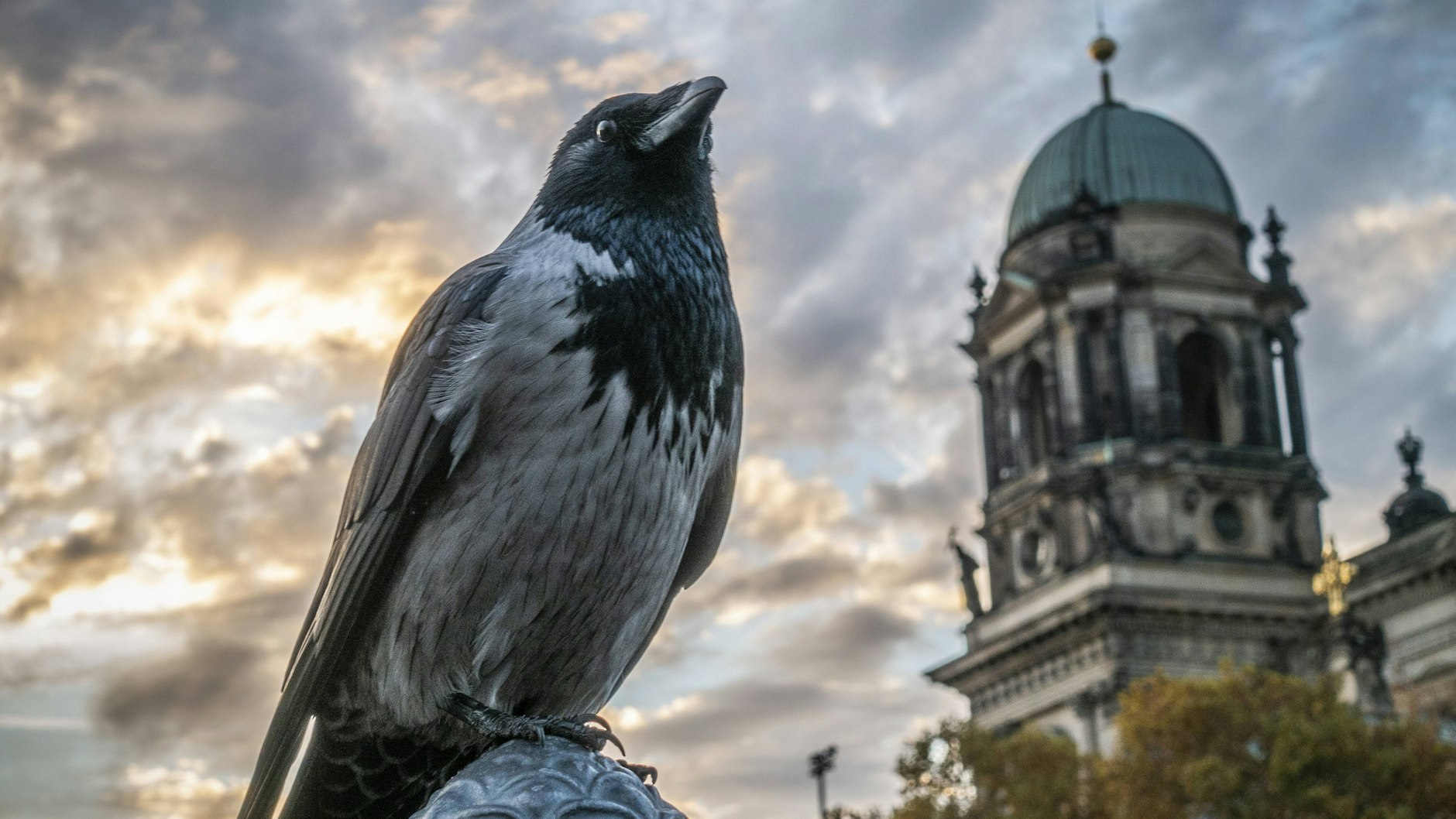 Eine Nebelkrähe (Corvus corone) am Abend auf dem Geländer an der Spree am Berliner Dom im Stadtbezirk Mitte.
