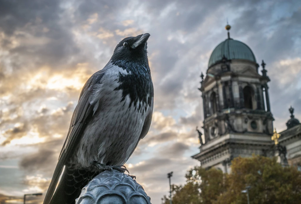 Vogelleben: Eine Nebelkrähe verliert ihr Gesicht