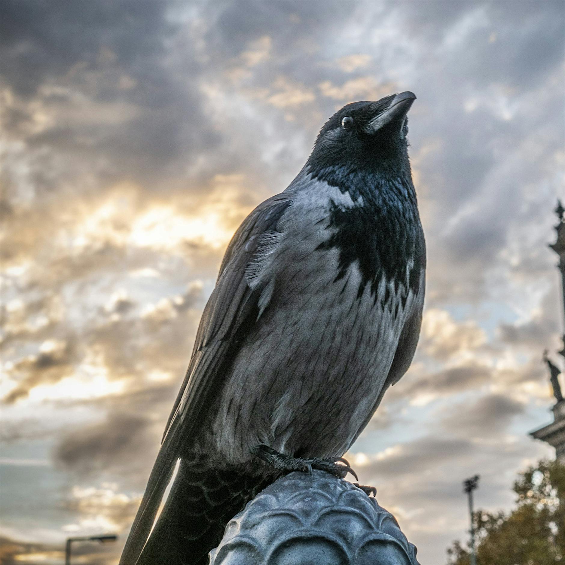 Vogelleben: Eine Nebelkrähe verliert ihr Gesicht