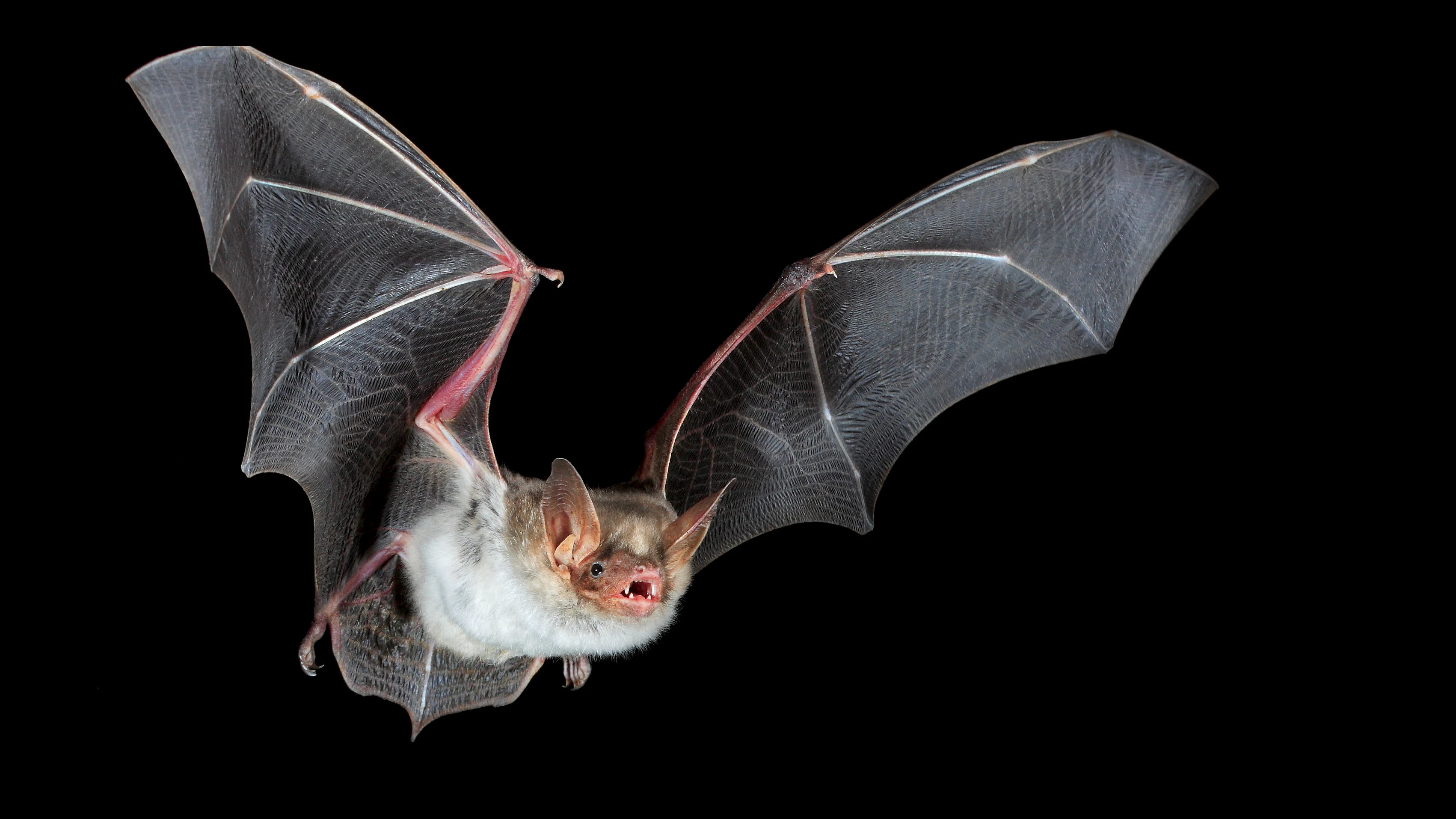 Eine Fledermaus der Art Großes Mausohr